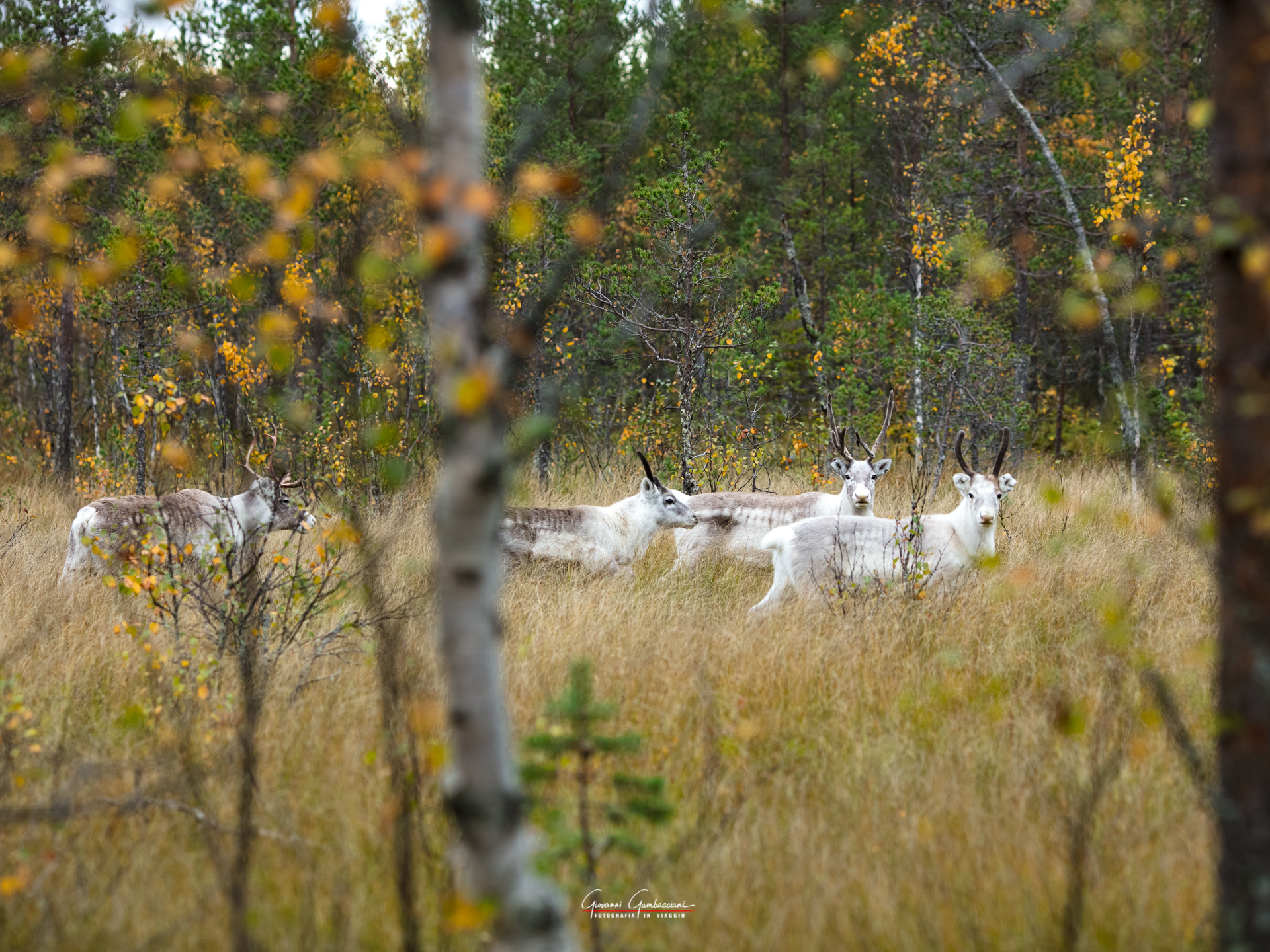 2019 September, Autumn in Lapland