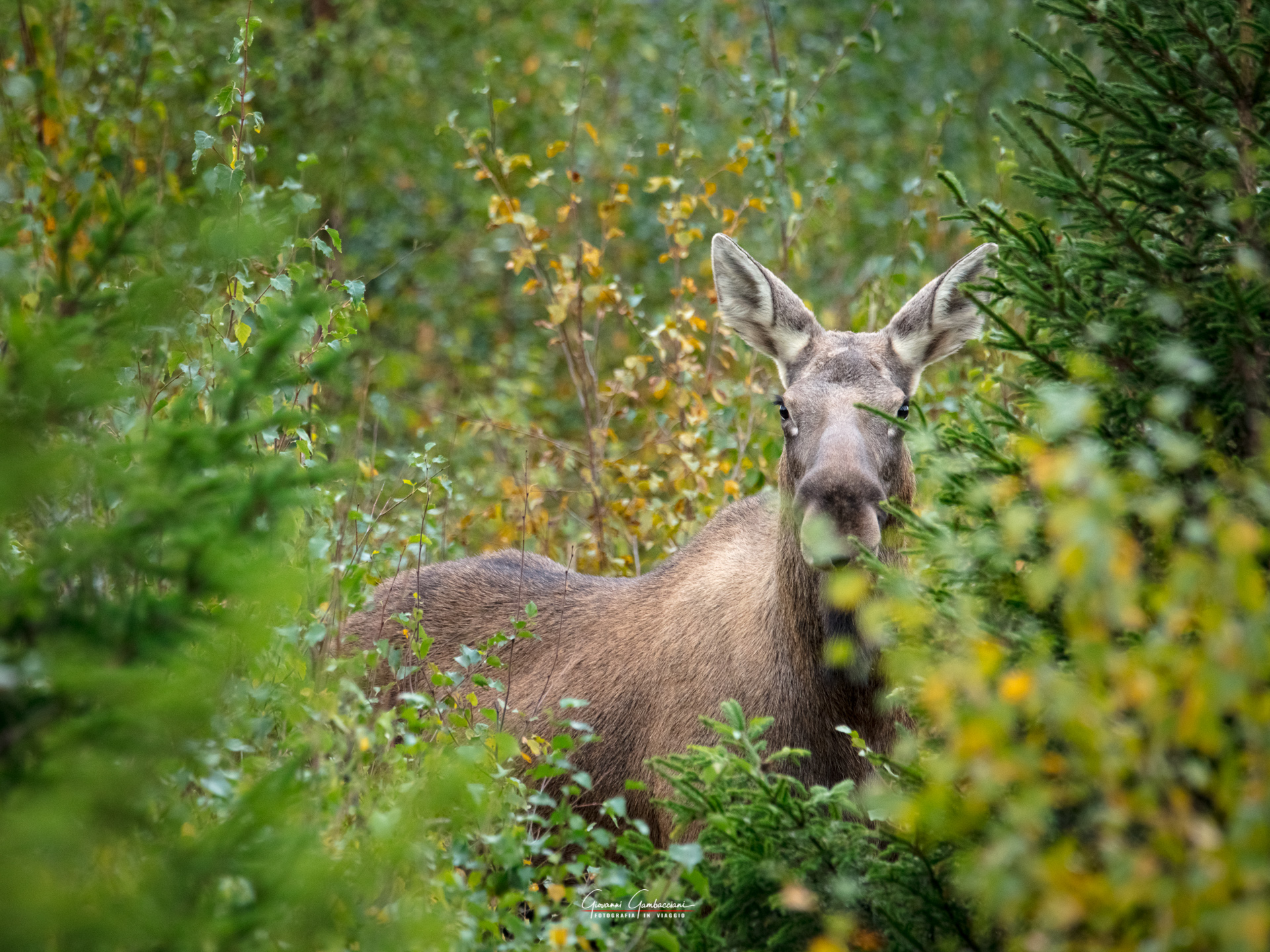 2019 September, Autumn in Lapland