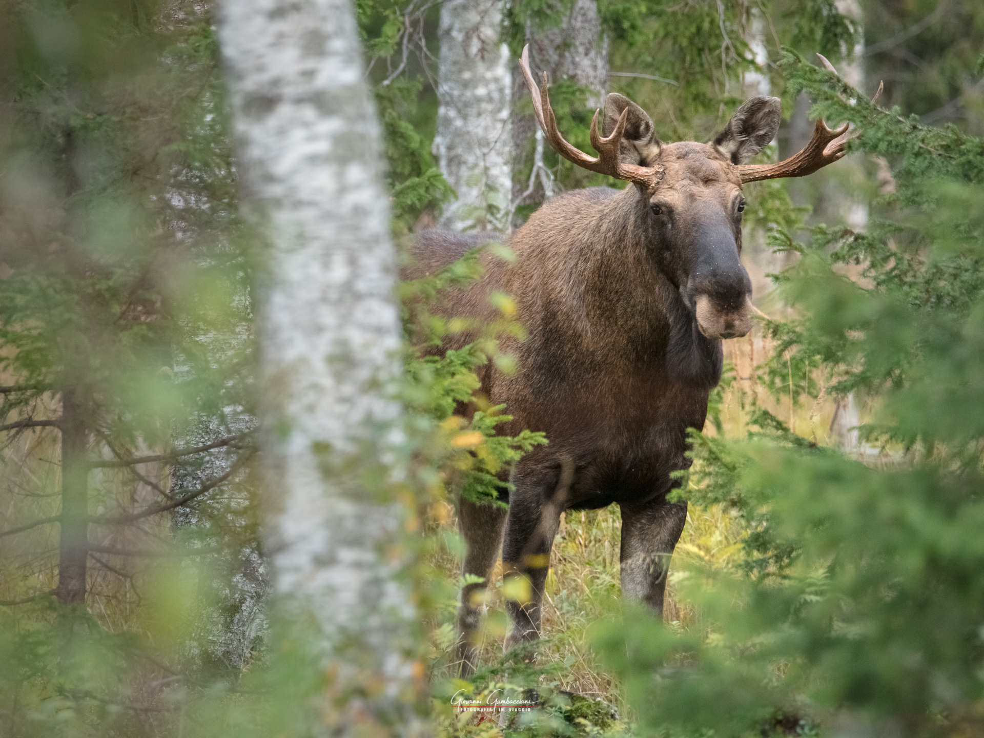 2019 September, Autumn in Lapland