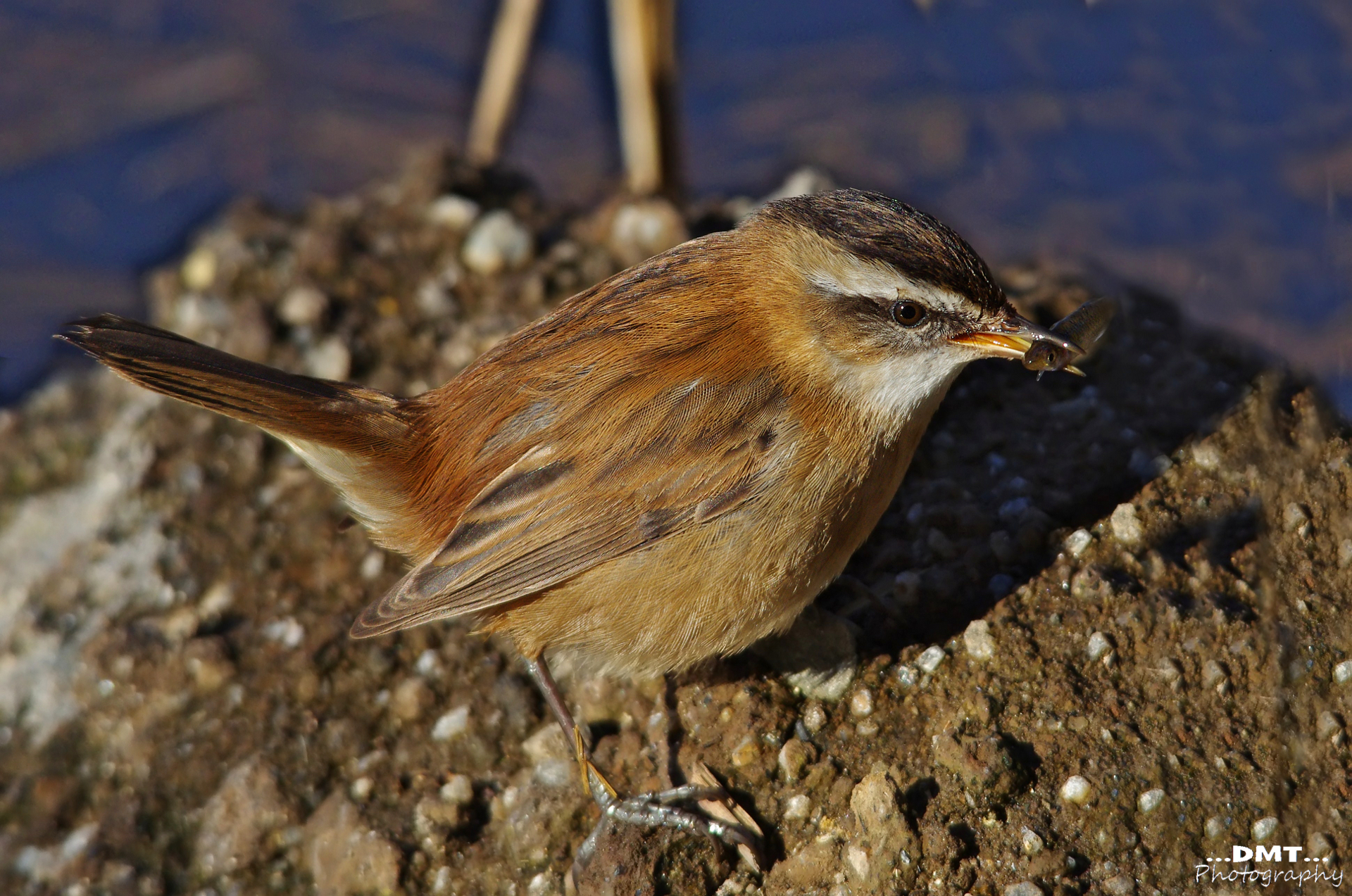 Moustached Warbler fishing