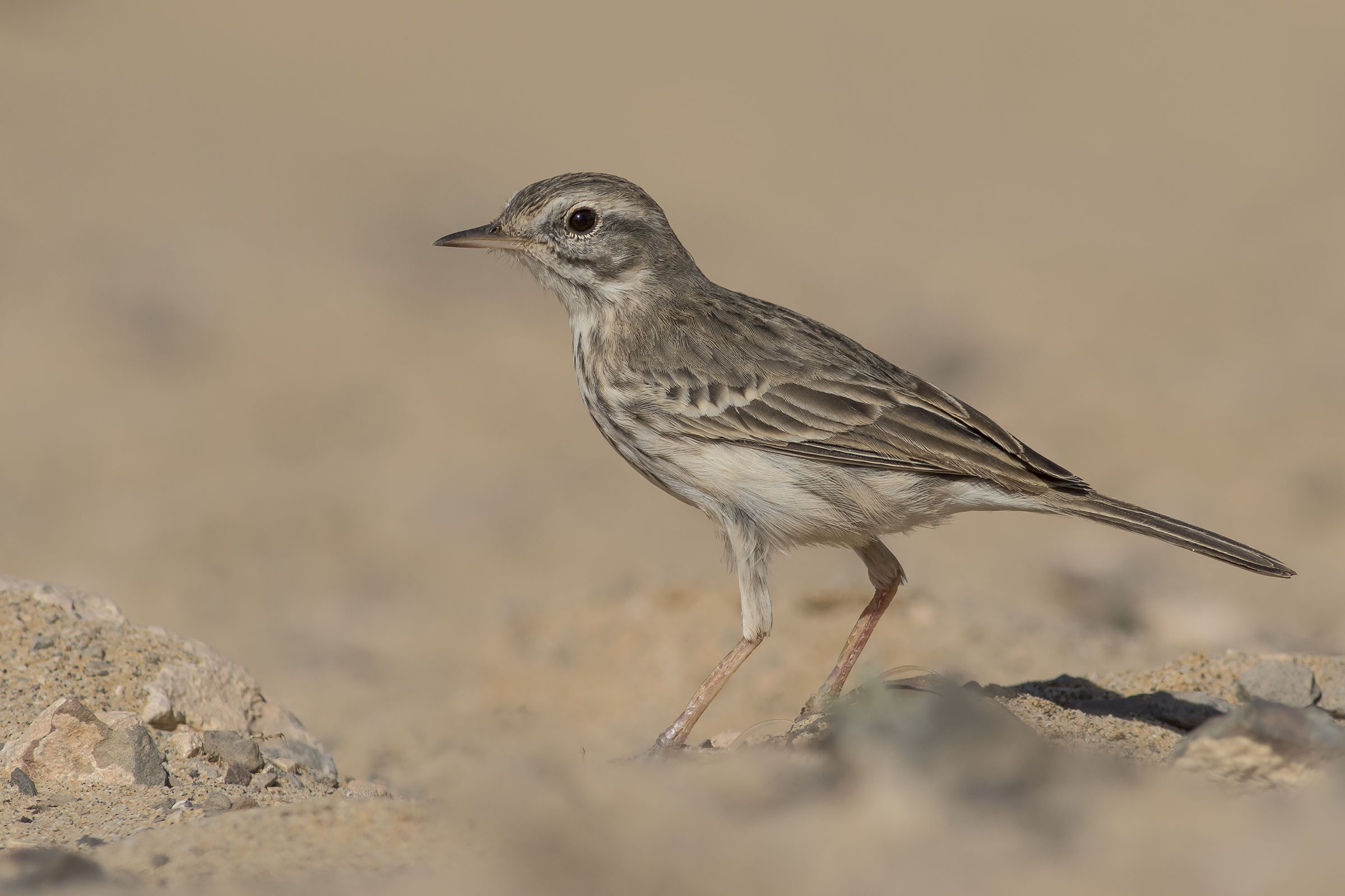 Pispola di Berthelot