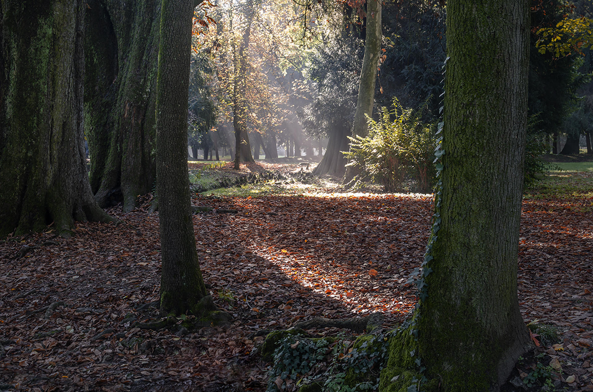 Foliage al parco di Monza
