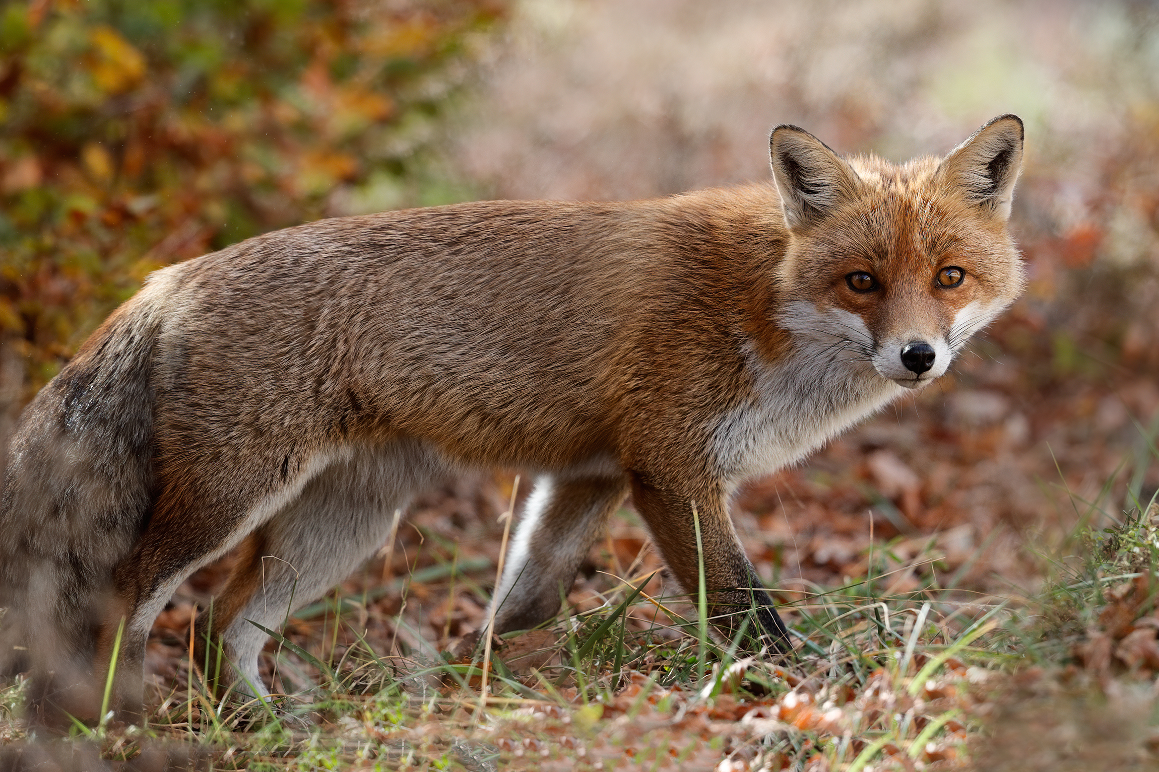 Volpe d'autunno - Volpe rossa femmina