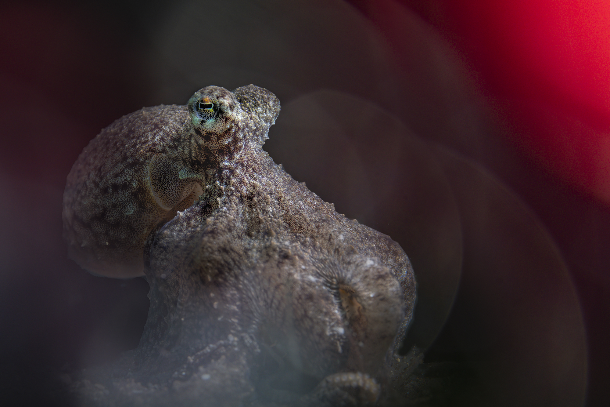 long arm octopus Macrotritopus defilippi