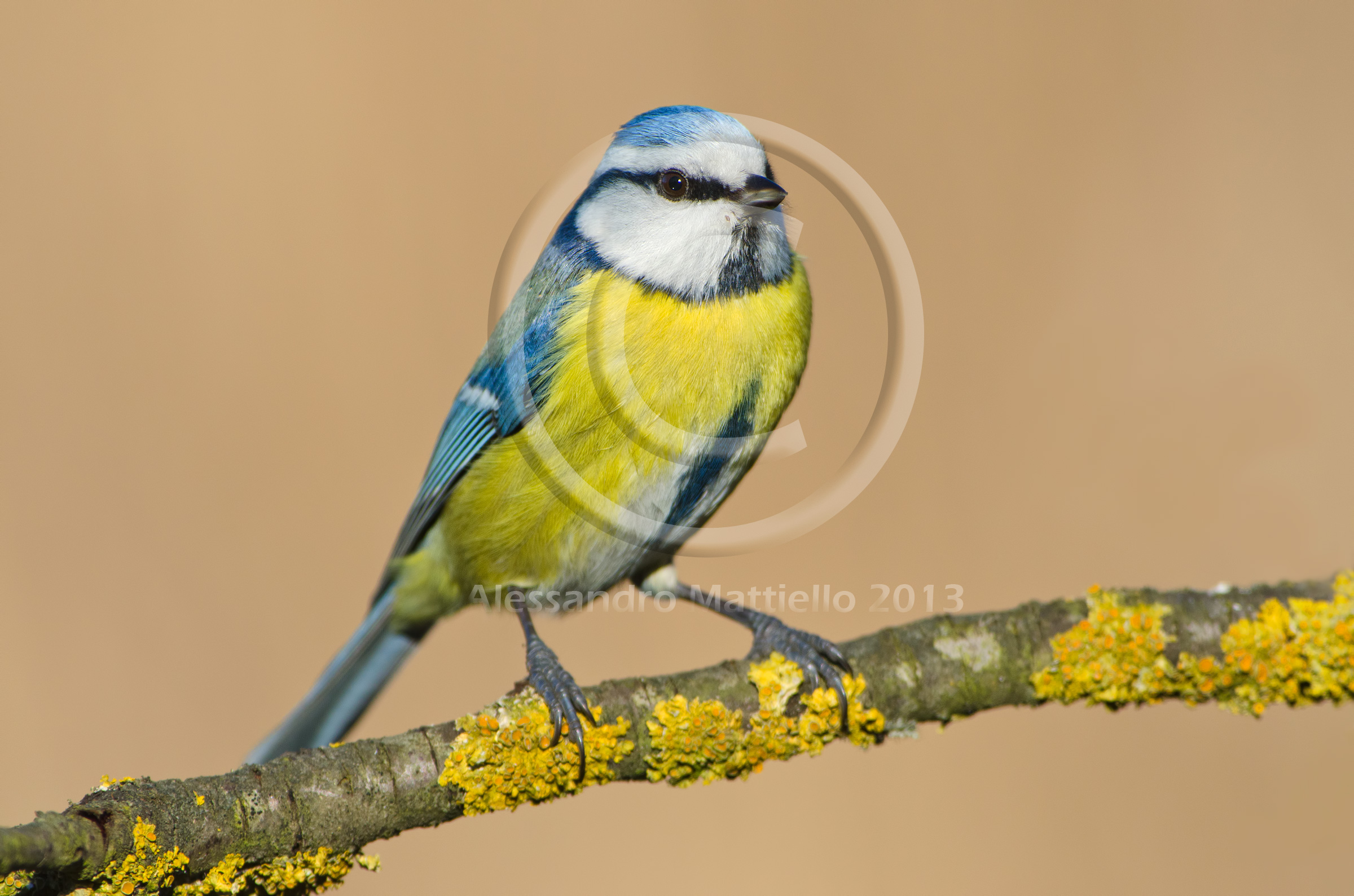 without fear remix ;-)