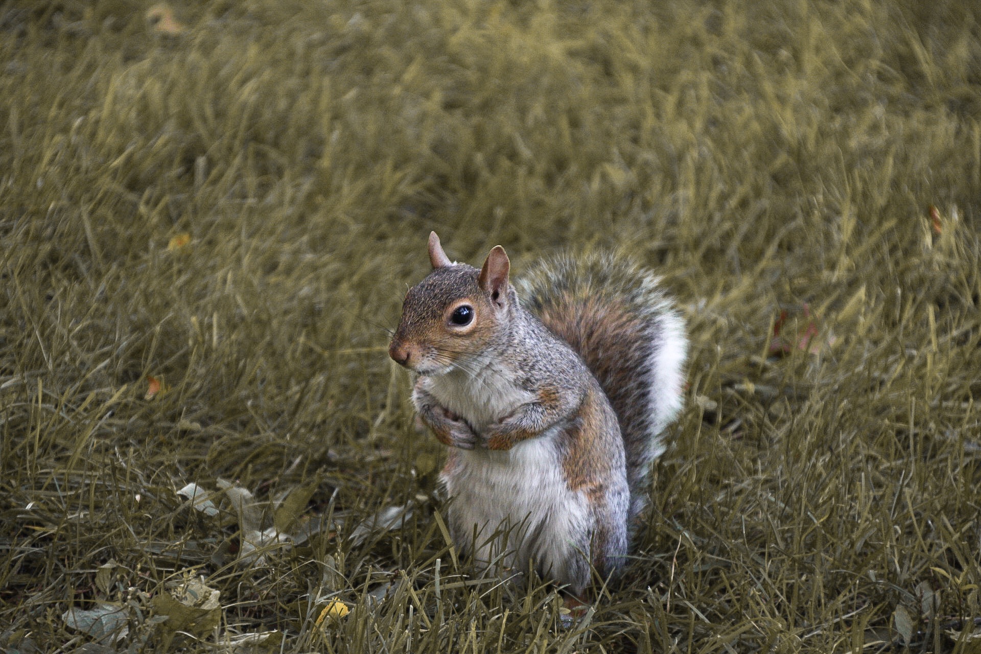 Squirrel in Central Park