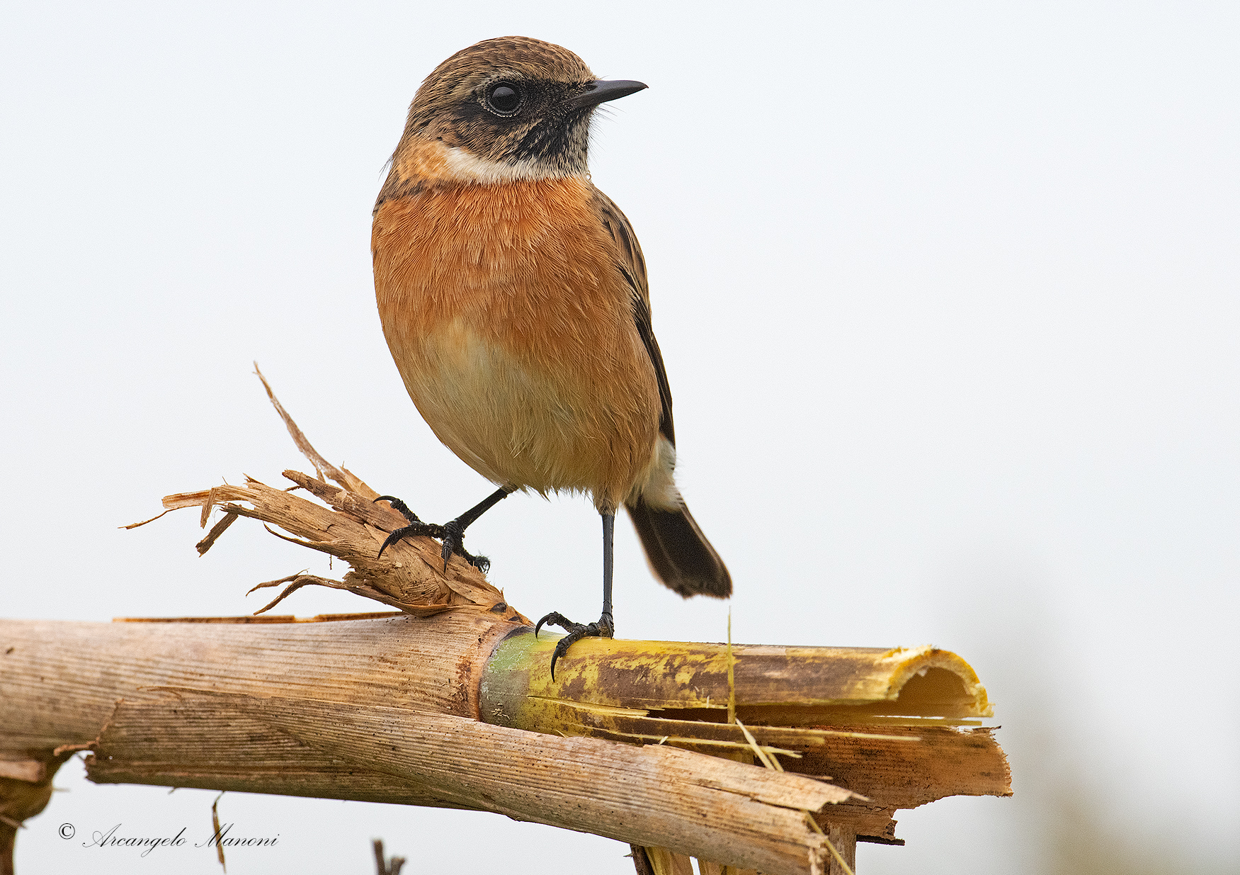 Saltimpalo in November