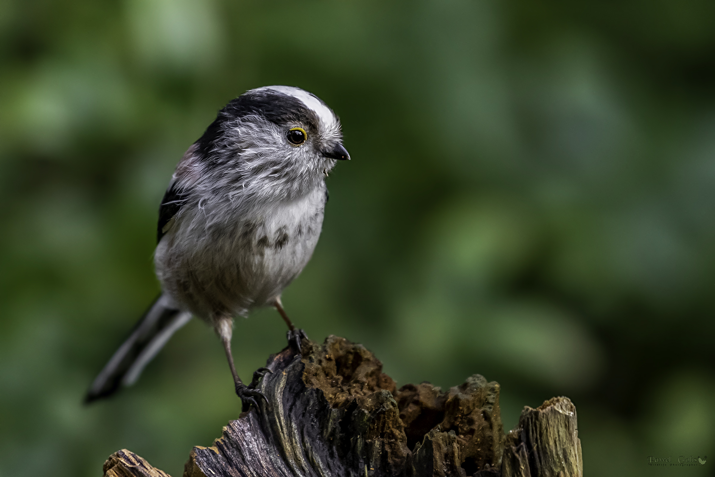 Bushtit dalla coda lunga (Aegithalos caudatus)