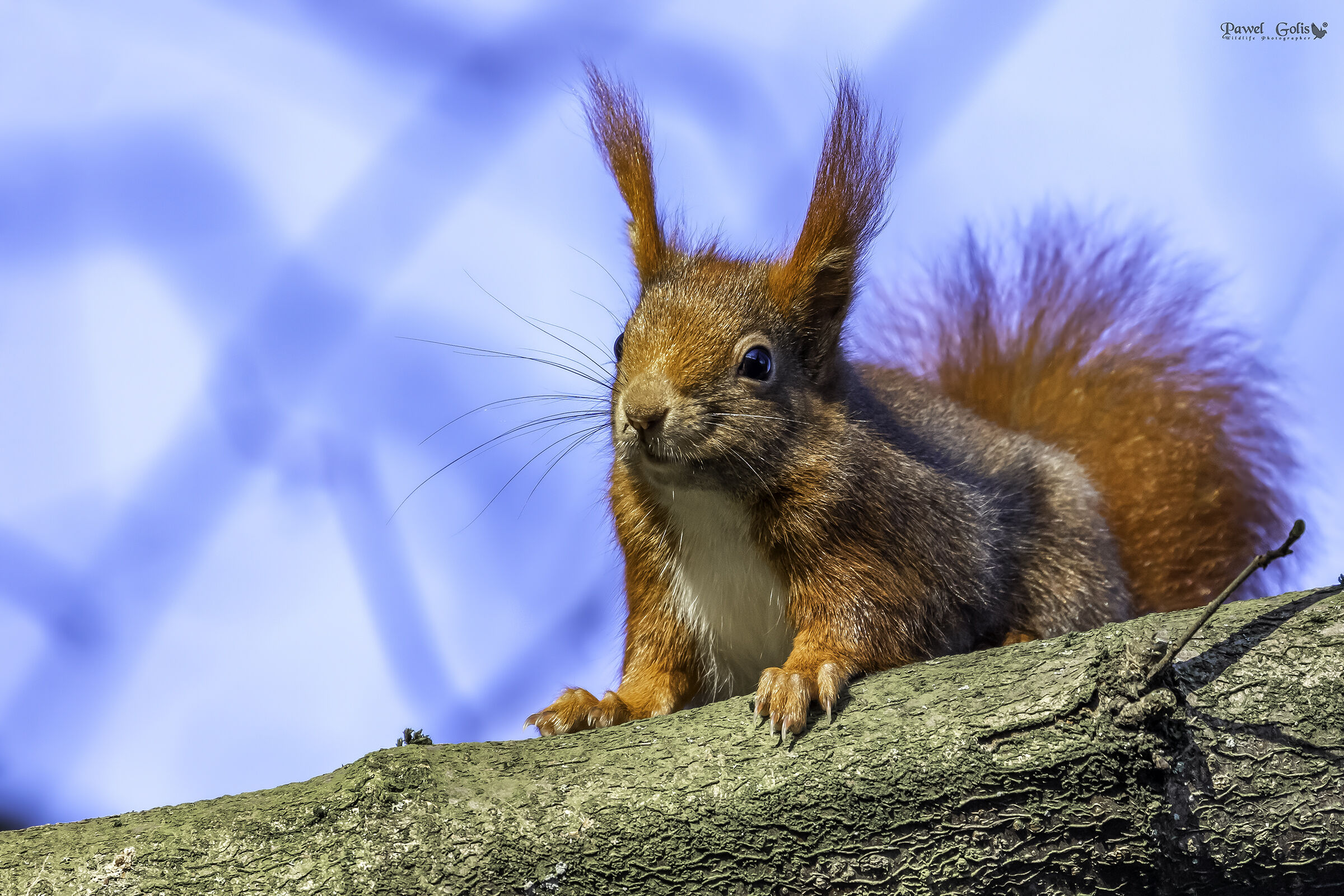 Scoiattolo rosso eurasiatico (Sciurus vulgaris)