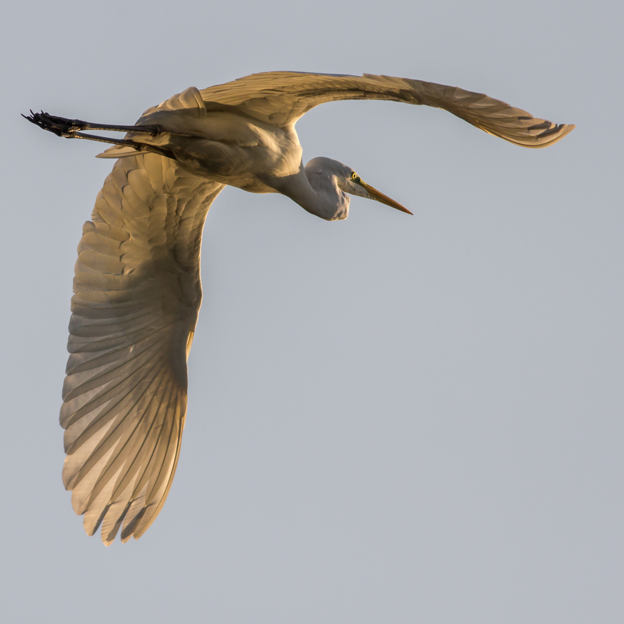 Bianco Maggiore al Tramonto
