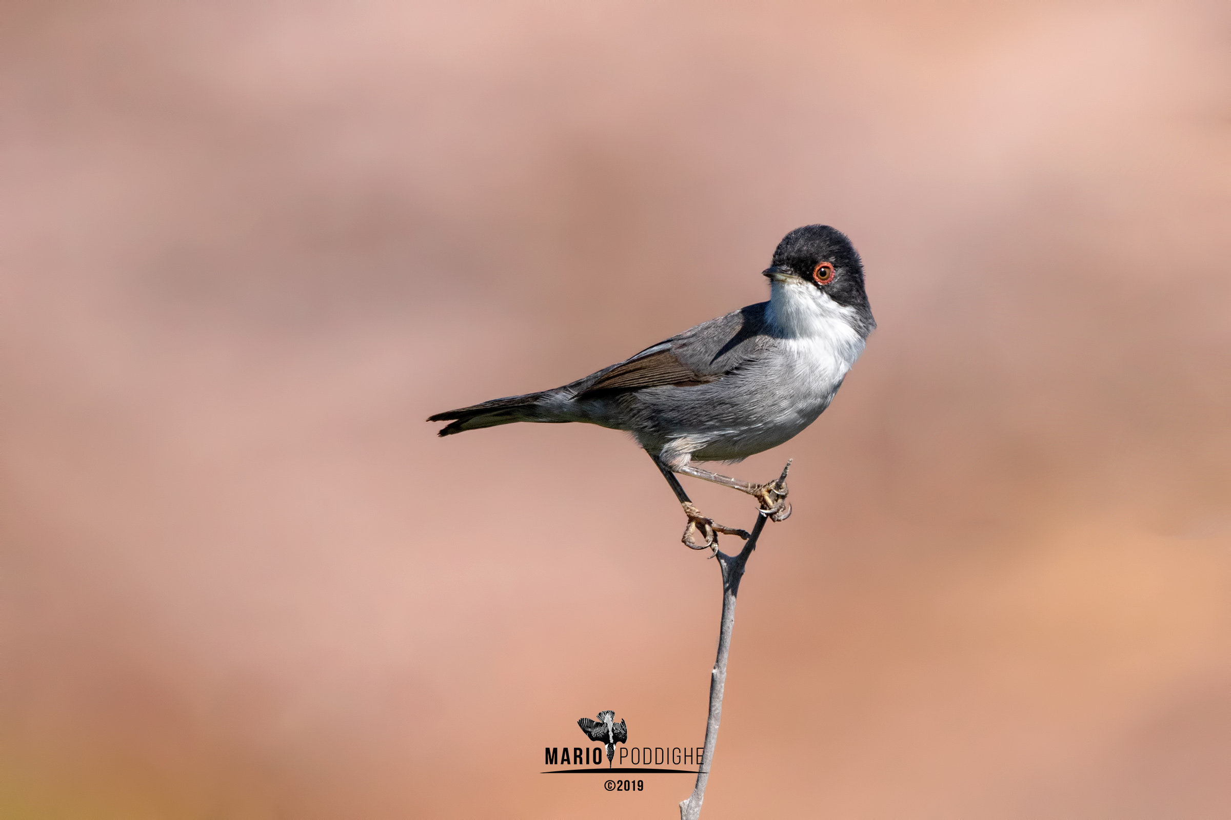 Immerso nel rosa antico (600 milioni di anni)