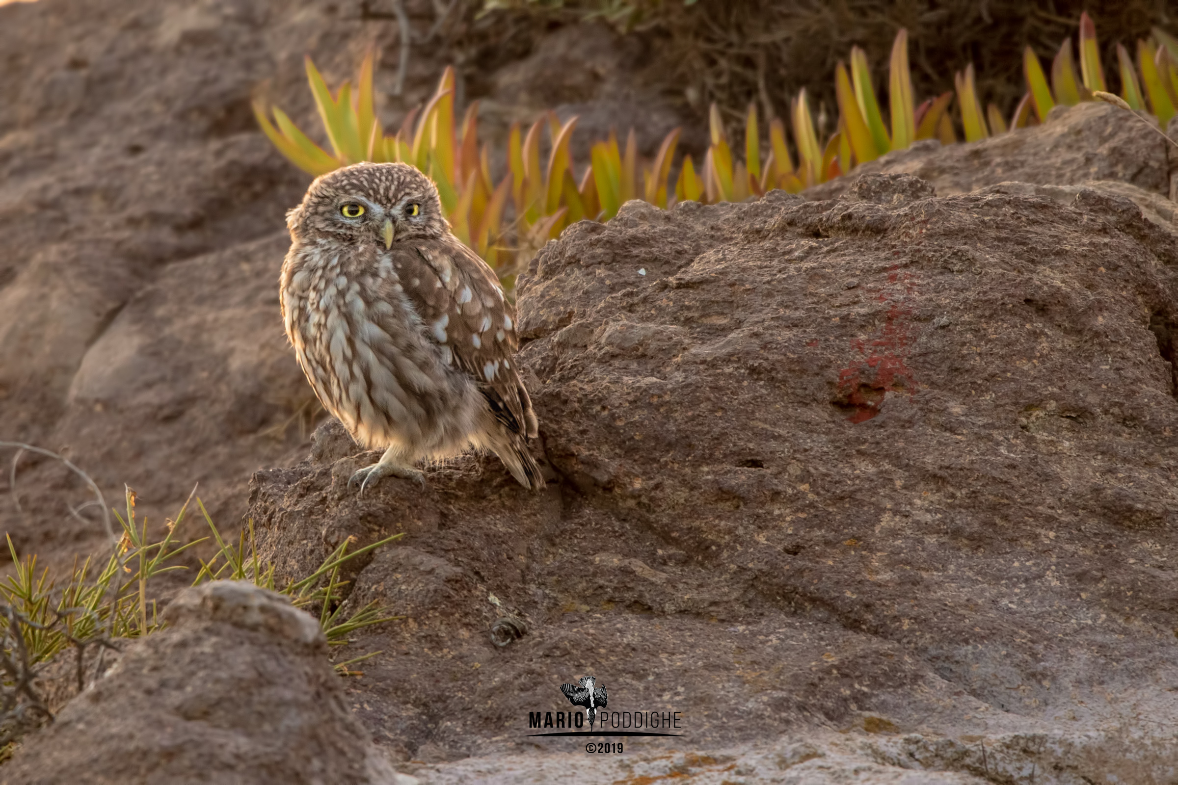 Al tramonto in controluce