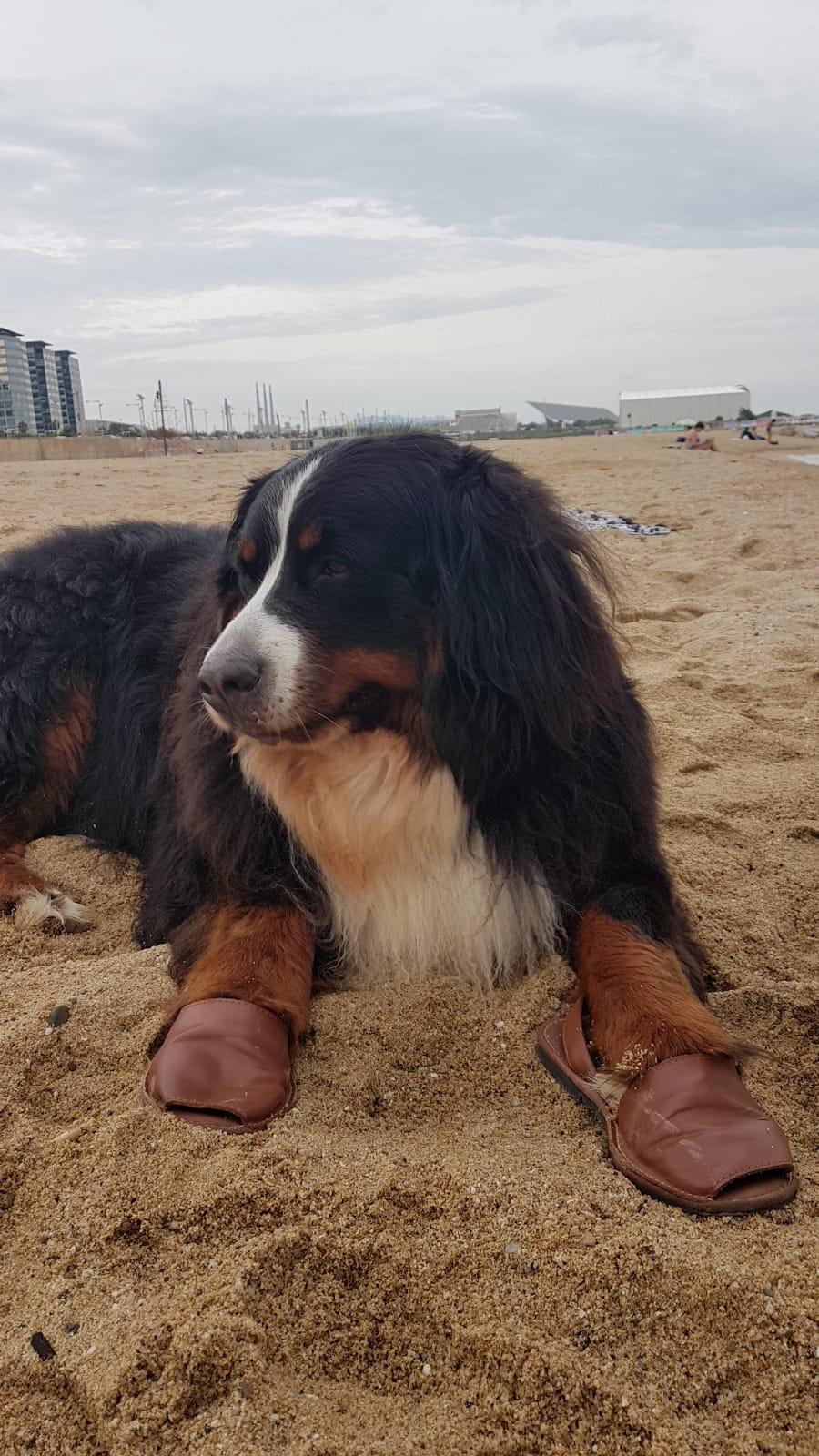 .. In the heat I protect my paws