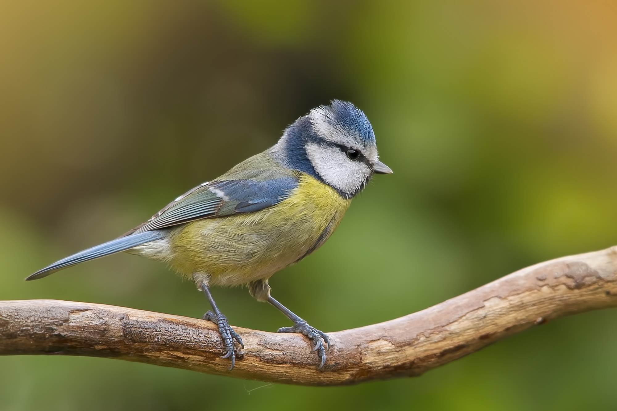 Blue Tit.
