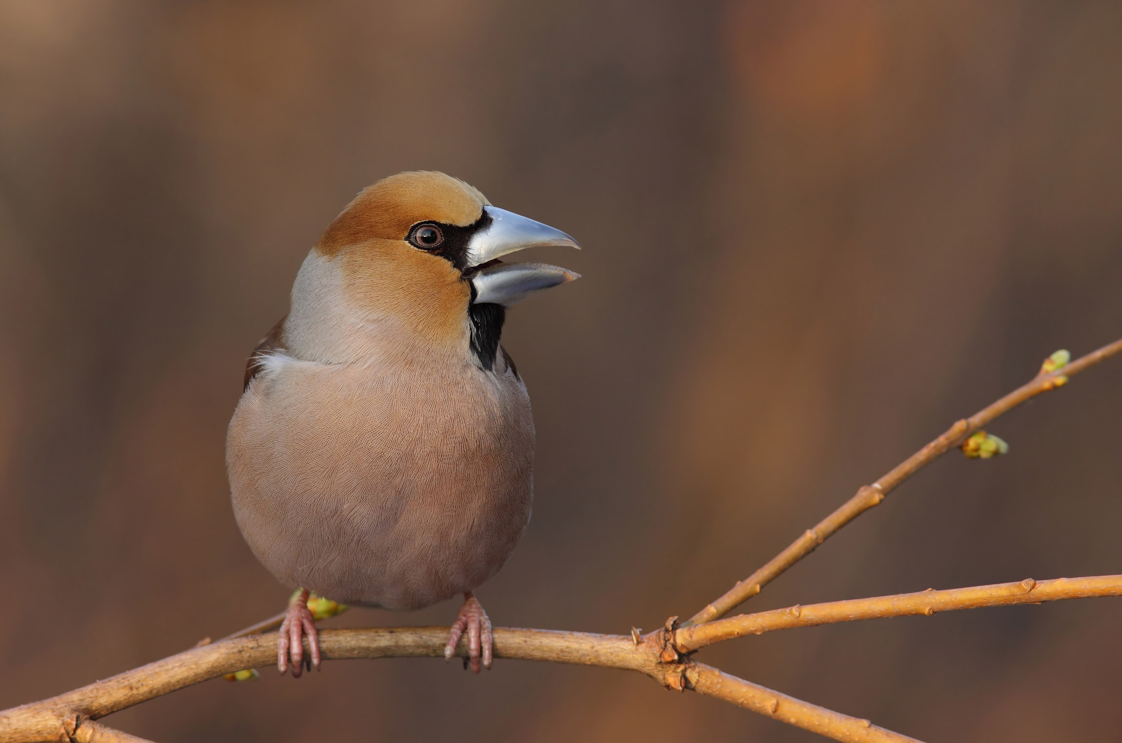 Coccothraustes coccothraustes