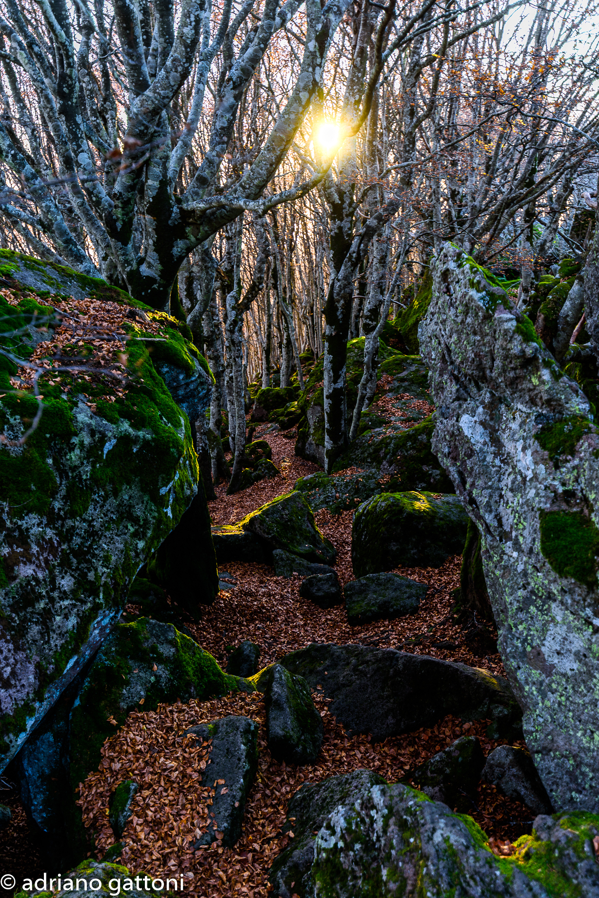 Foliage con raggio di sole