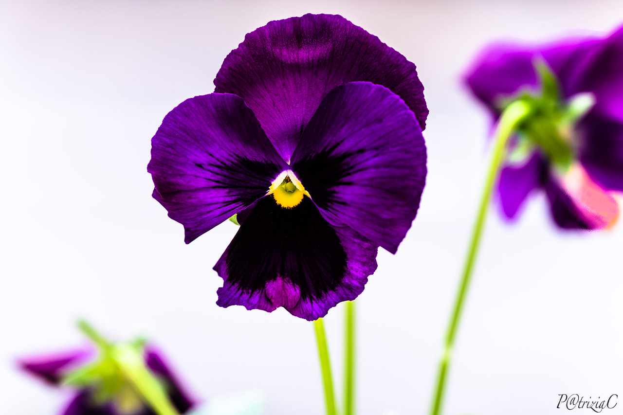 __viola del pensiero__