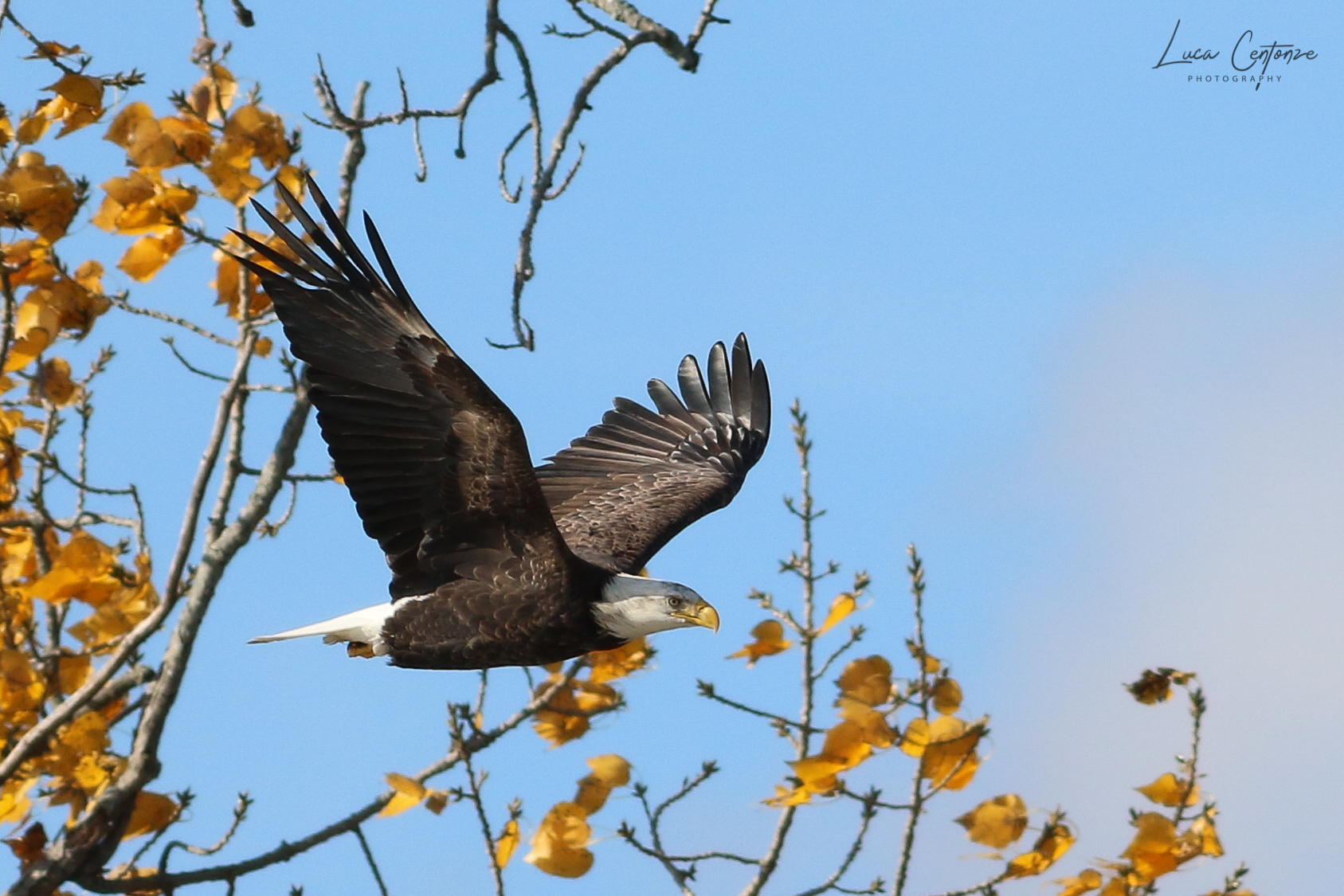 Bald Eagle (Haliaeetus leucocephalus)