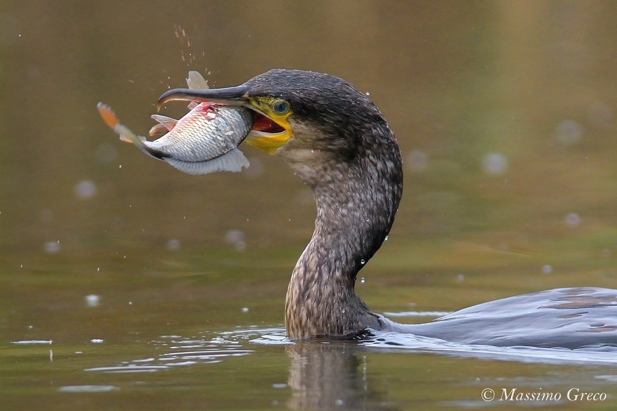 Breakfast of the Cormorano