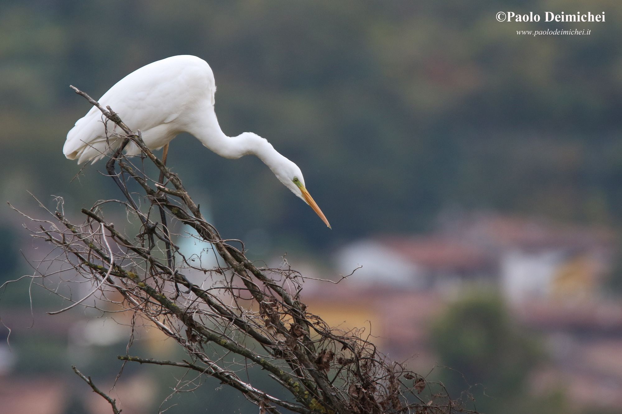 Airone bianco maggiore... curioso!