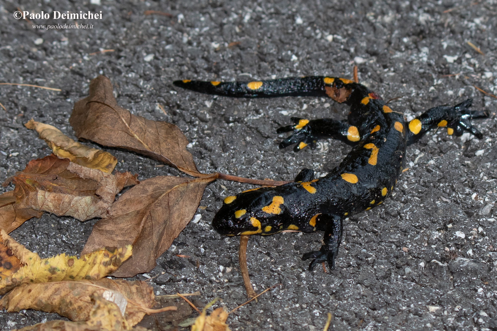 Salamandra pezzata in Val di Ronchi