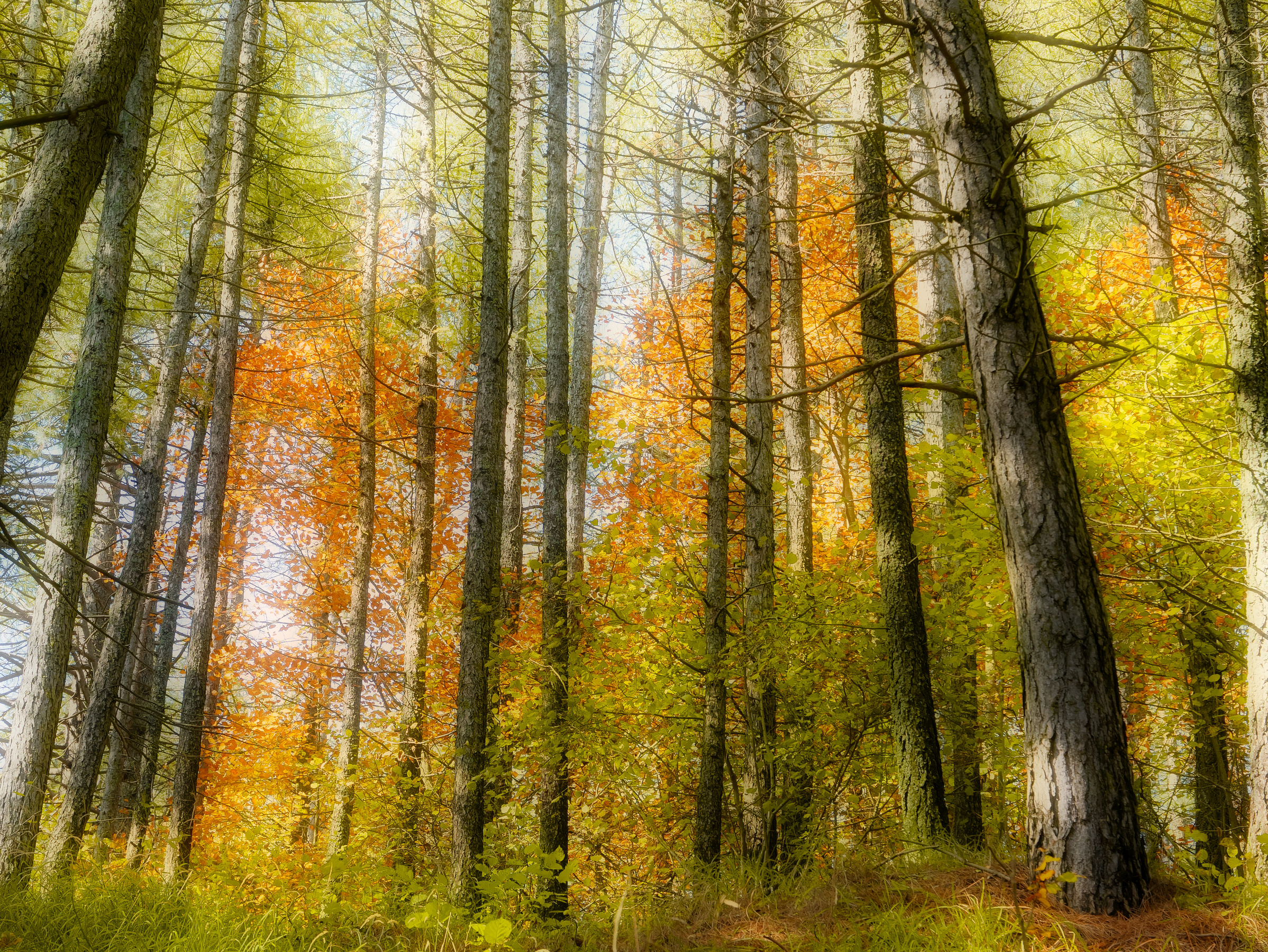 Magic of the woods in autumn