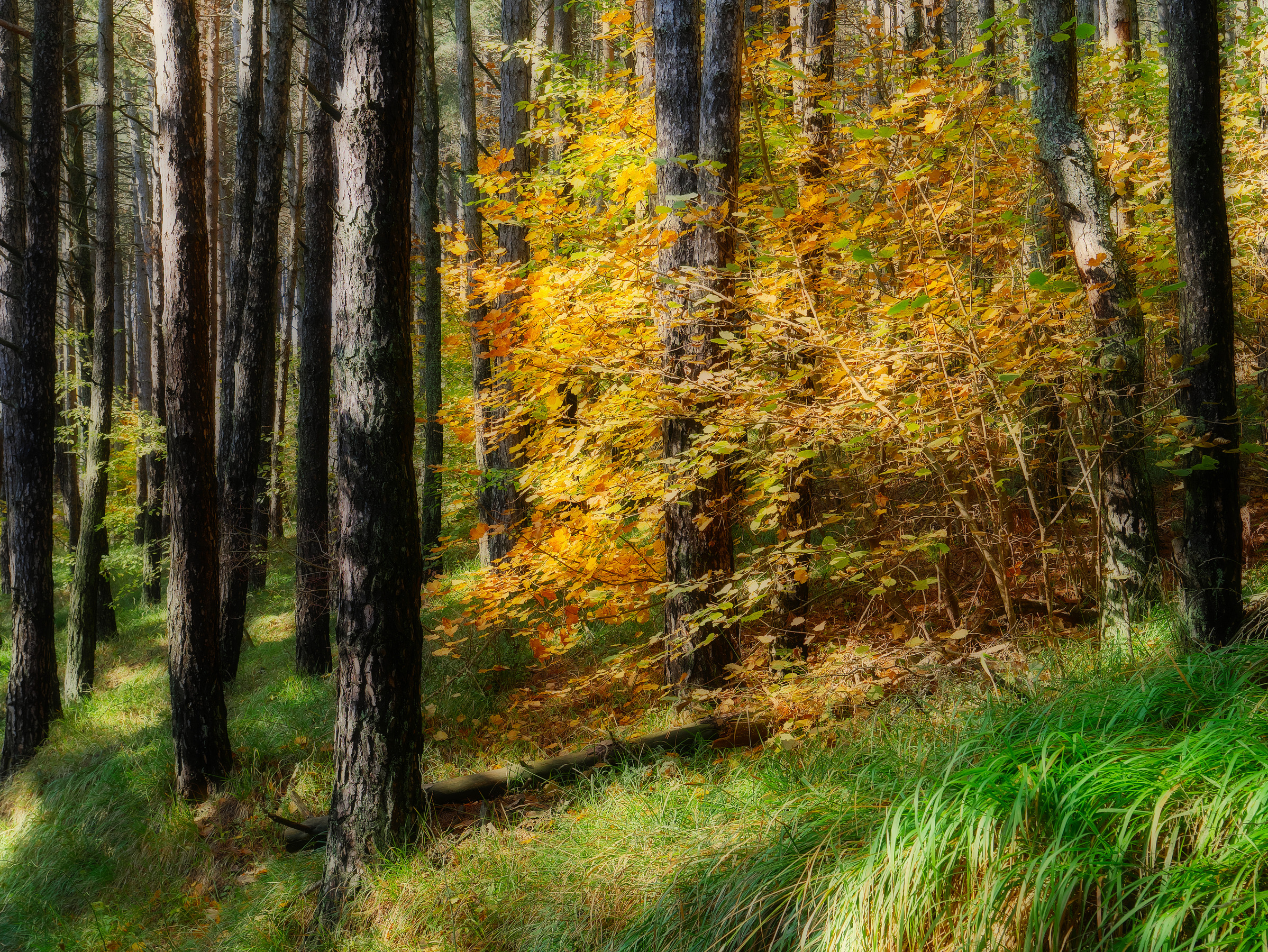 Foliage in the undergrowth