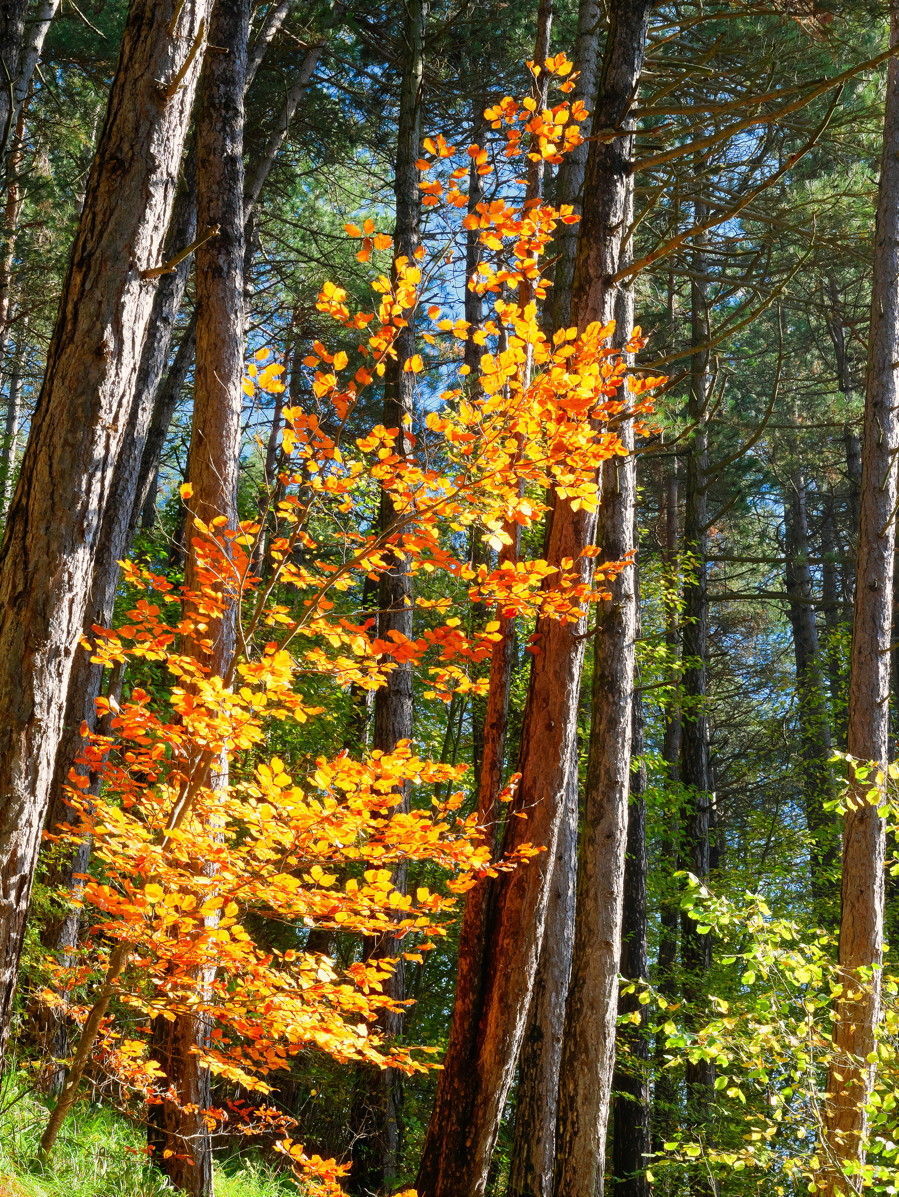 Distinguersi ad ogni costo