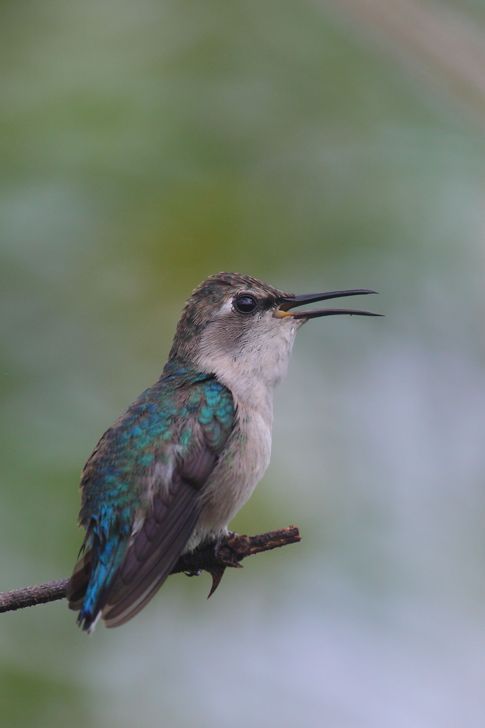 Zunzuncito the world's smallest