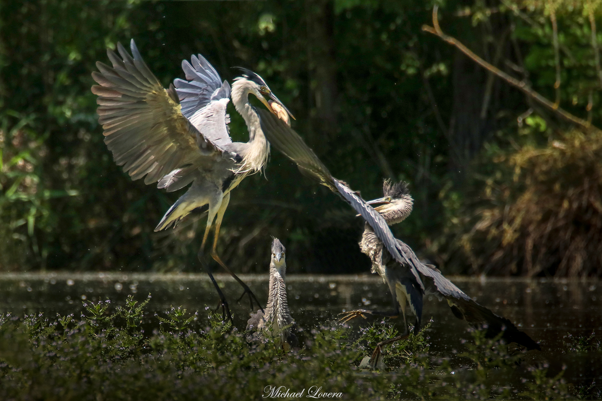 Herons...