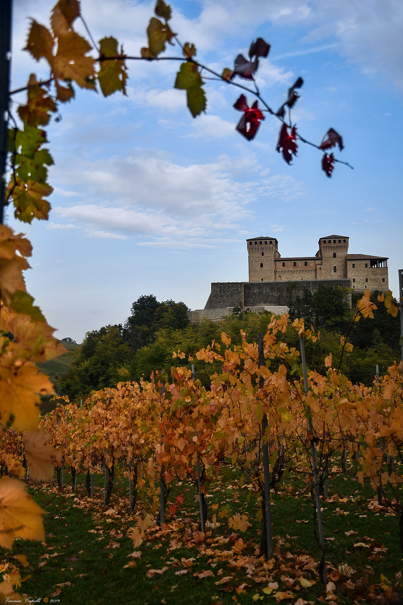 A glimpse inthe rows