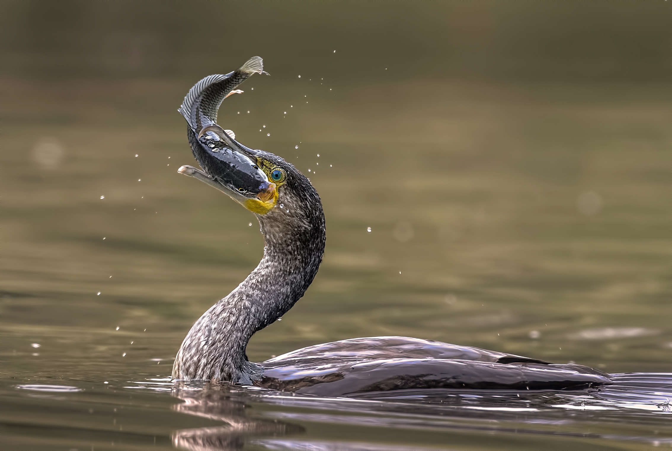 cormorant with prey