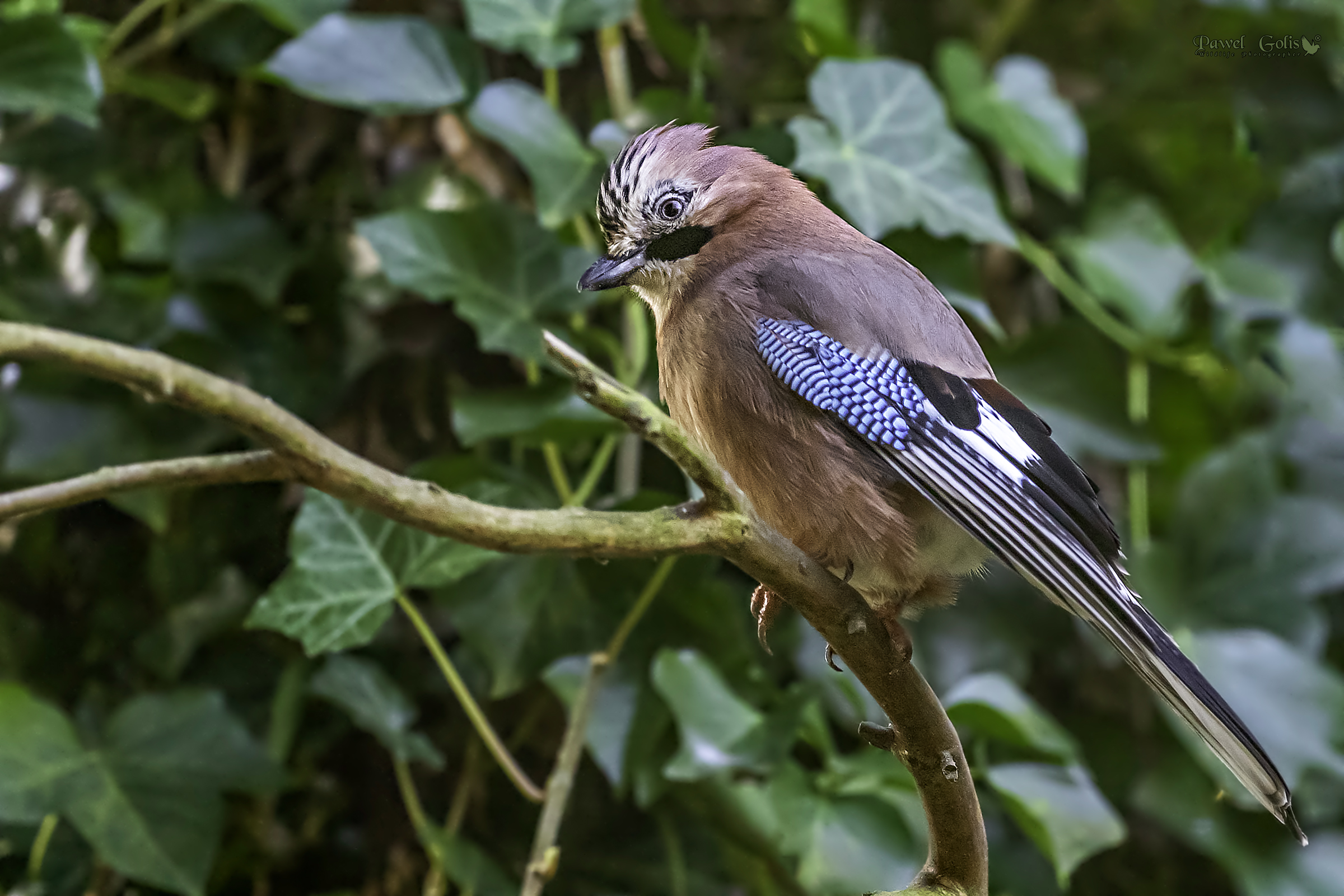 Ghiandaia eurasiatica (Garrulus glandarius)