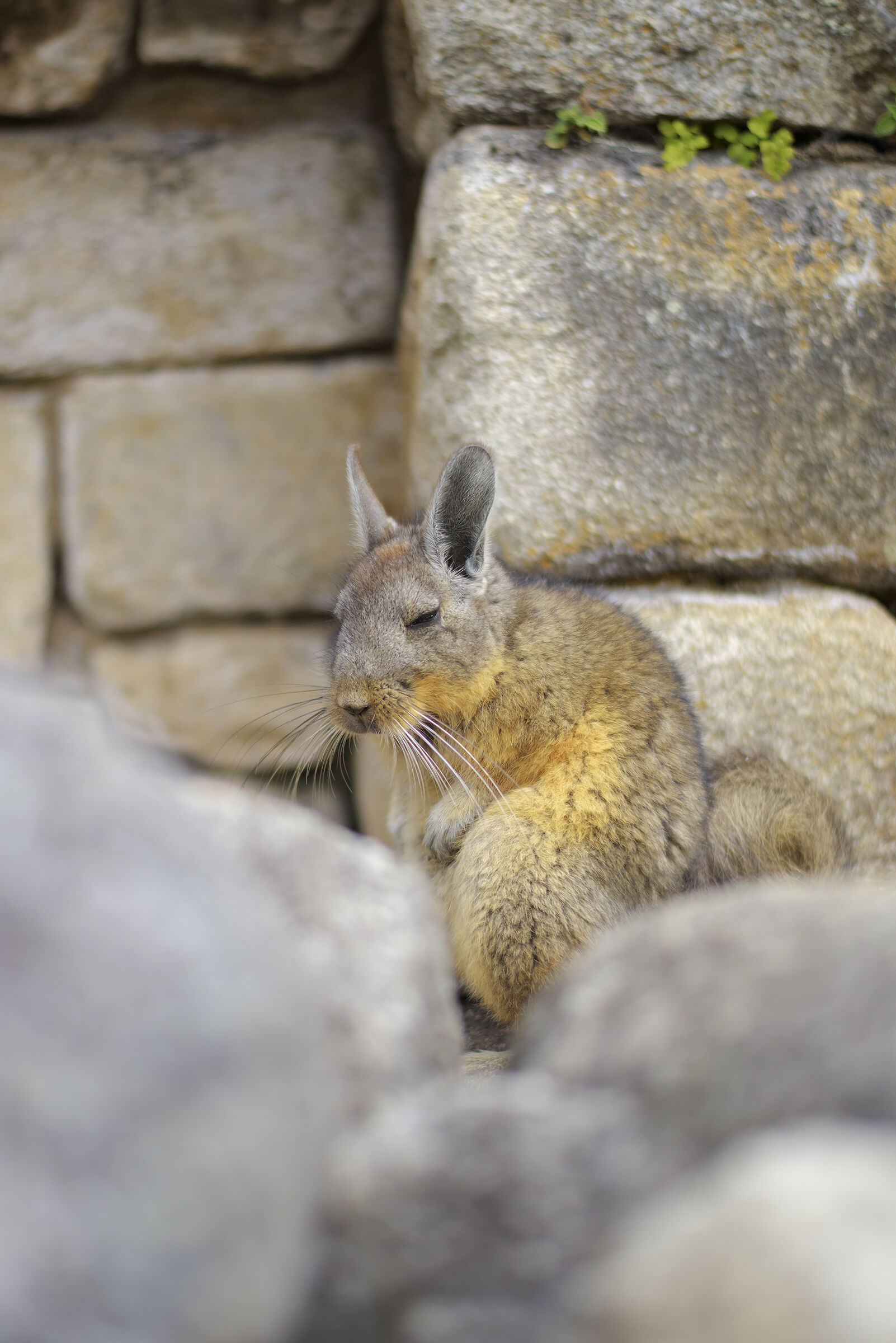 Meetings in MachuPicchu
