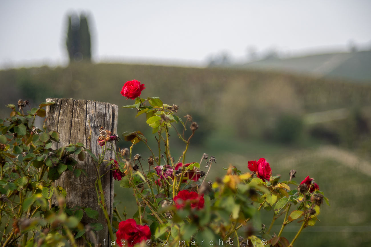 fotografando tenuta Chiarlo