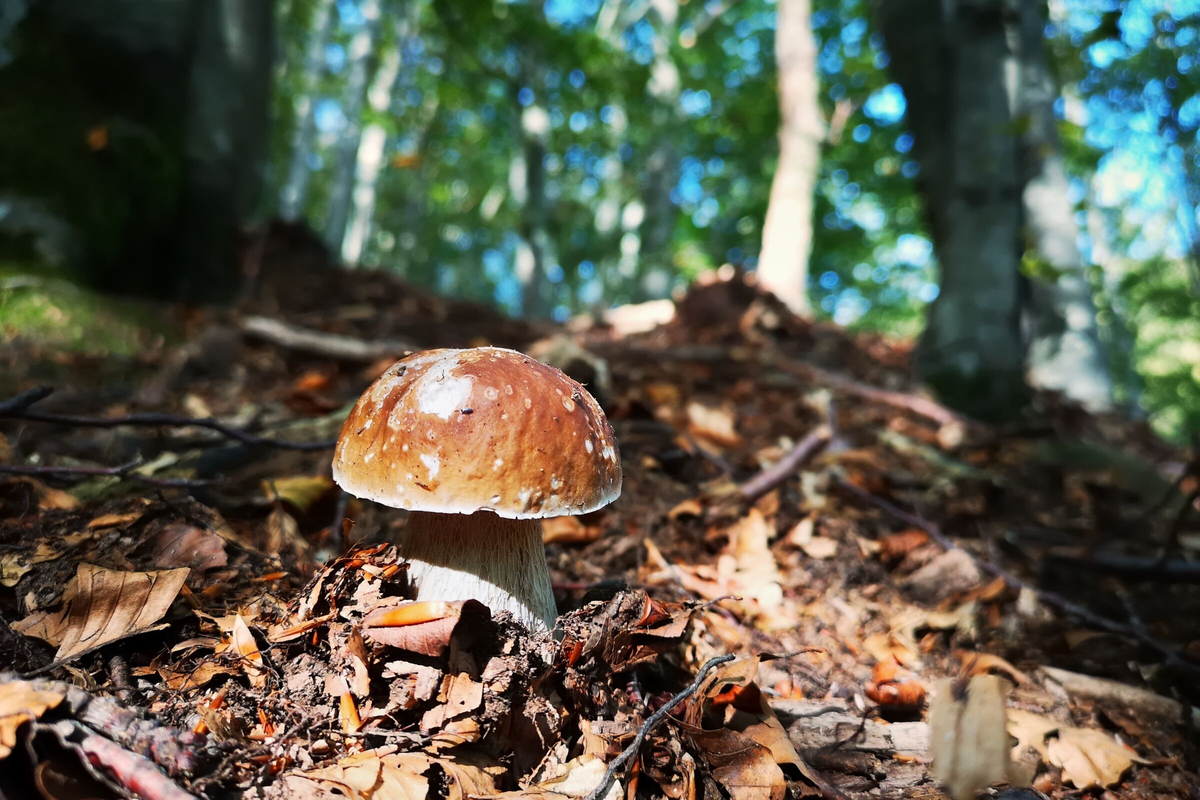 Surprises in the woods.