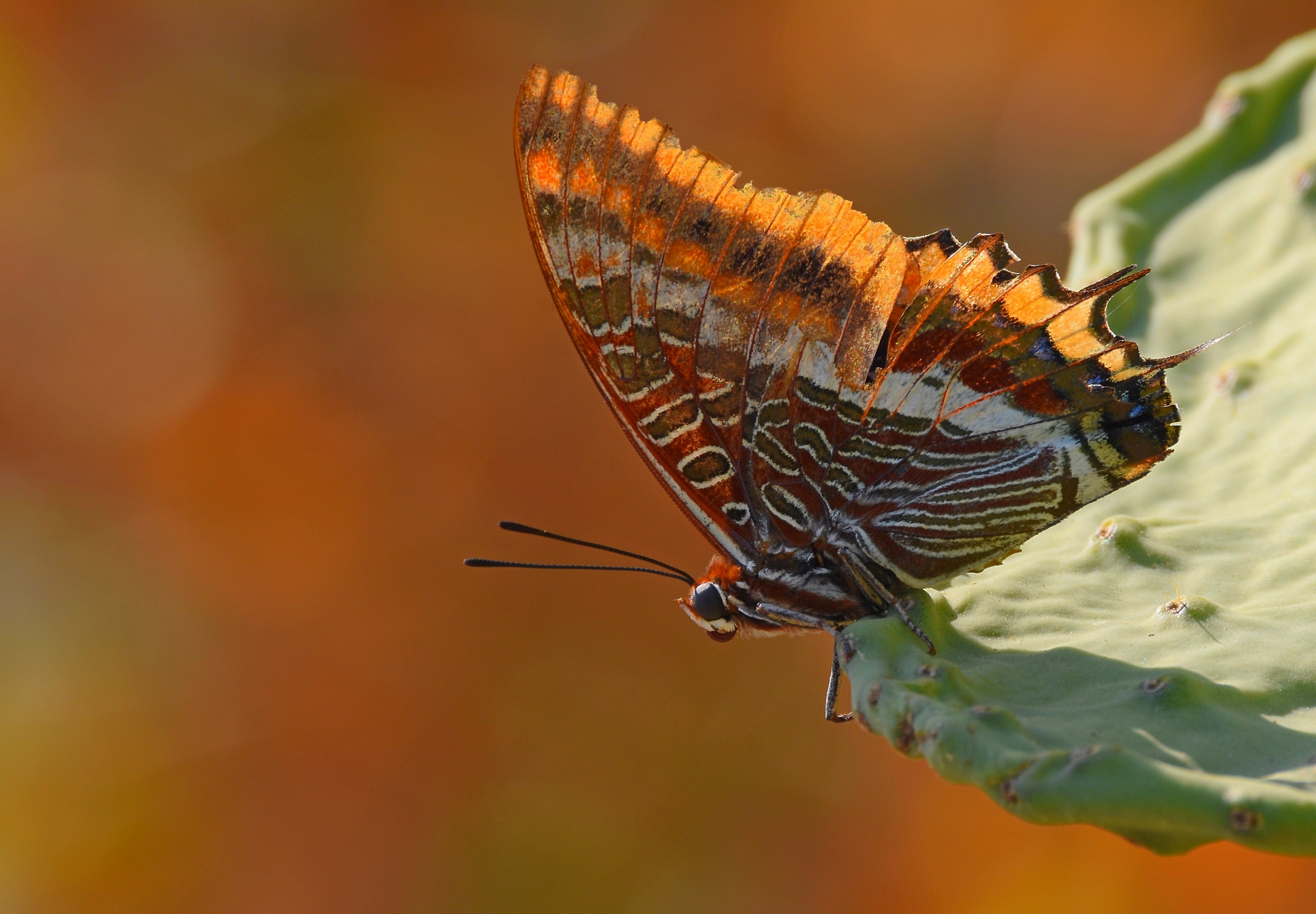 Ninfa del corbezzolo (Charaxes jasius)