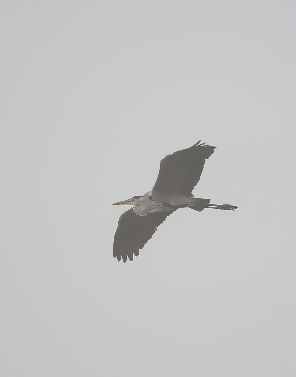 Ash heron in the fog