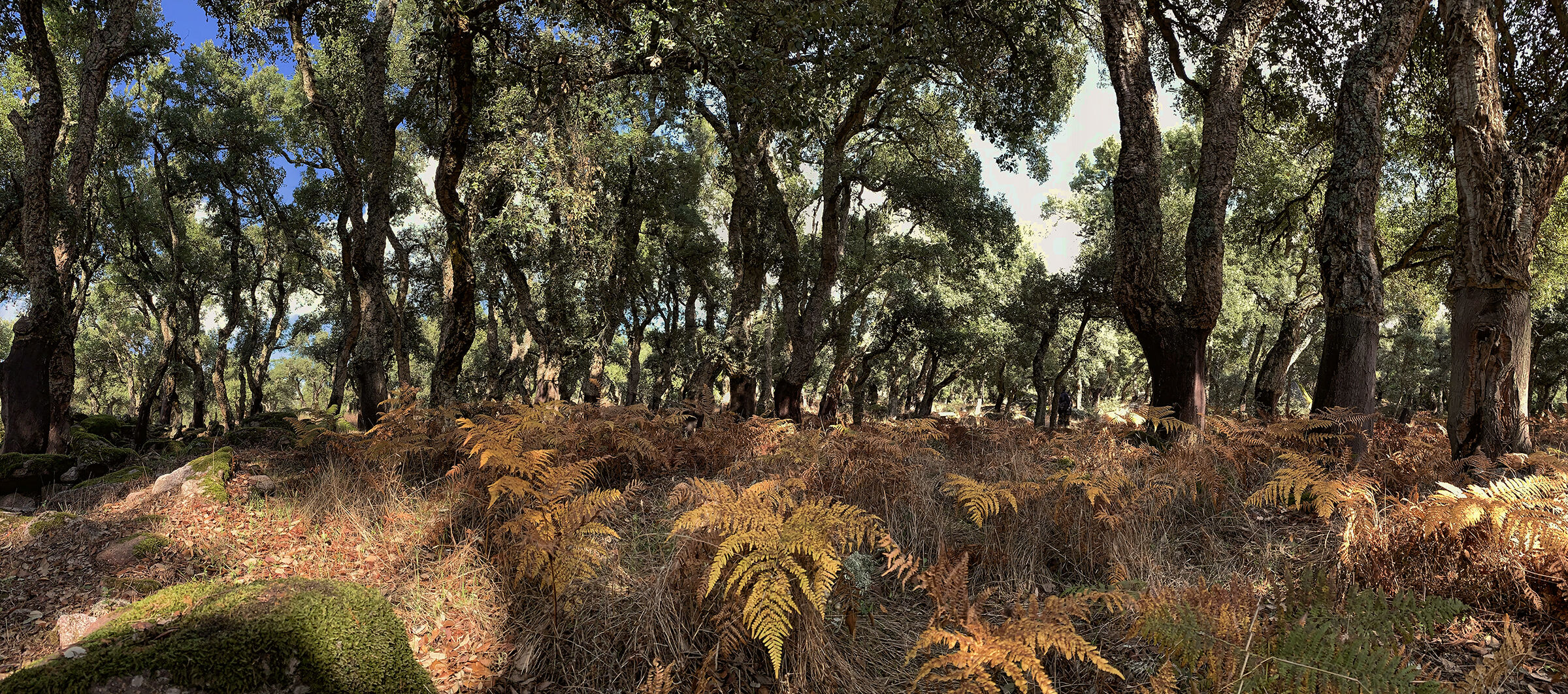 Romanzesu Cork Wood Nuragic Complex