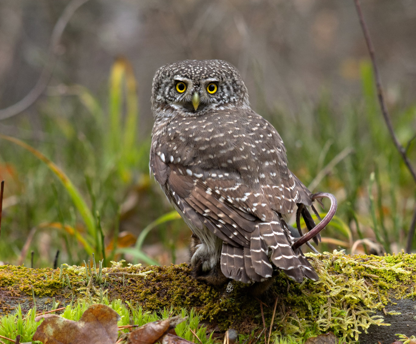 Passerinum Glaucidium