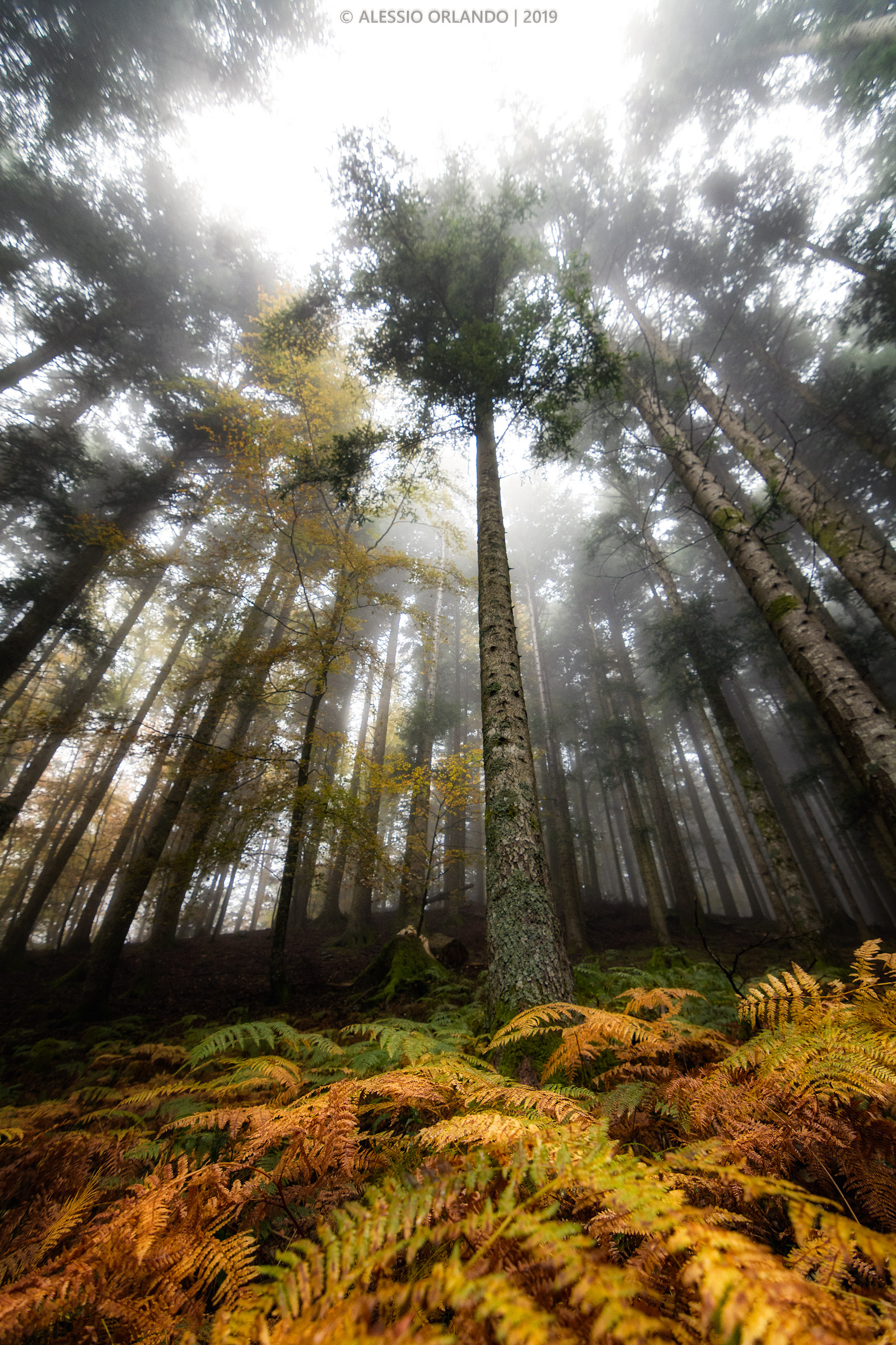 Rugiada nella foresta