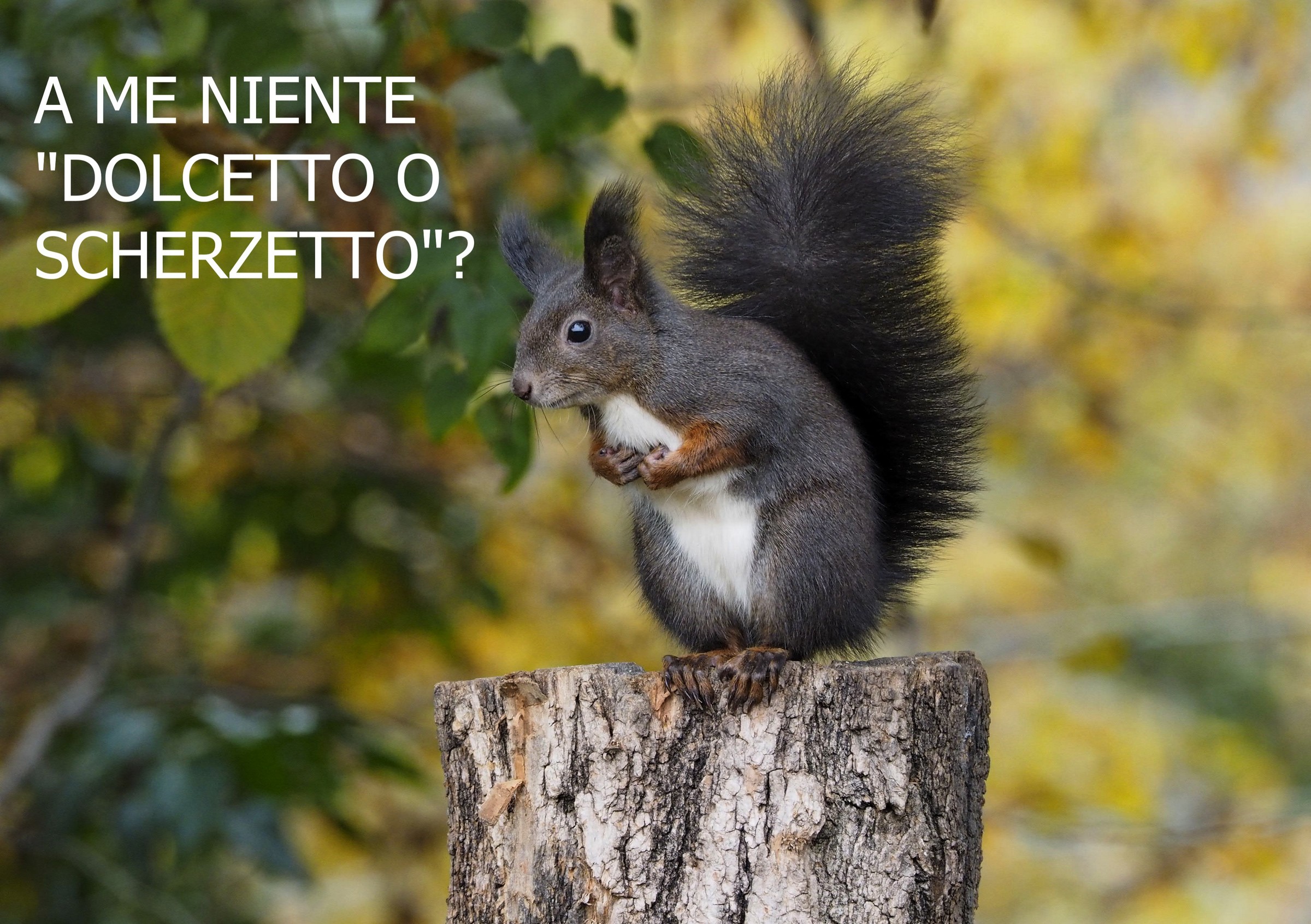 Lo scoiattolo di Halloween