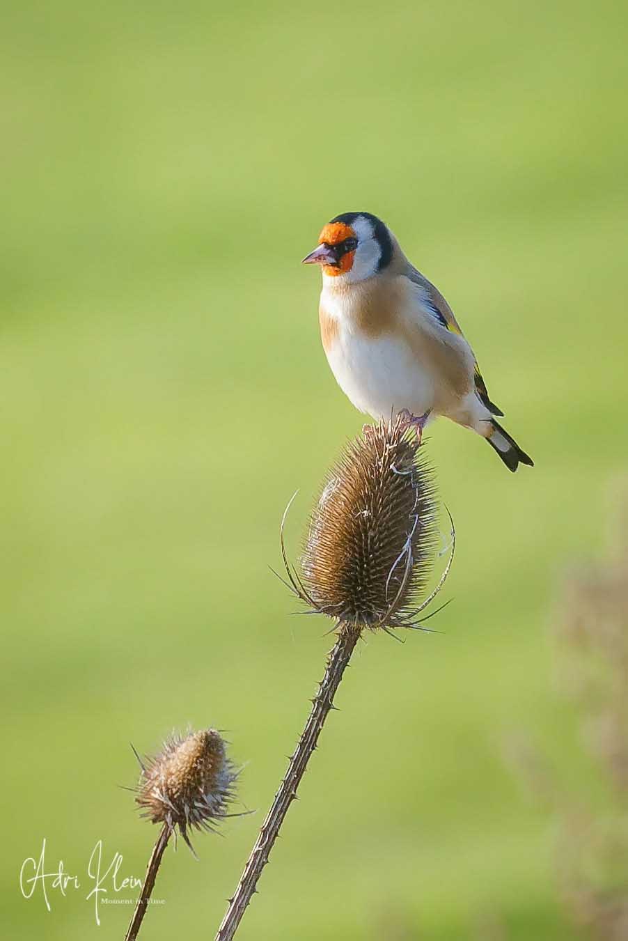 Goldfinch