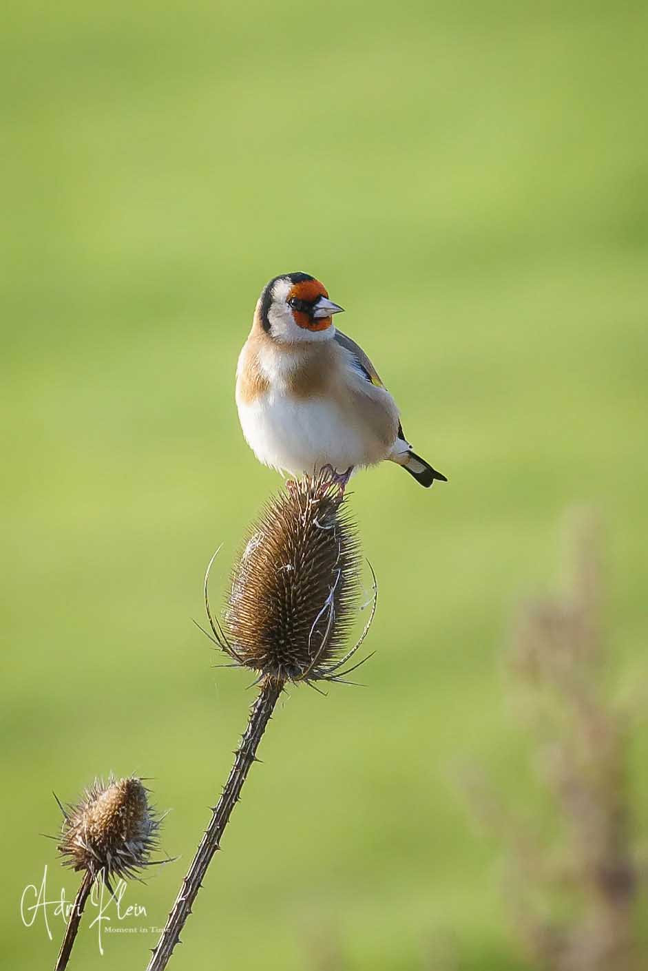 Goldfinch