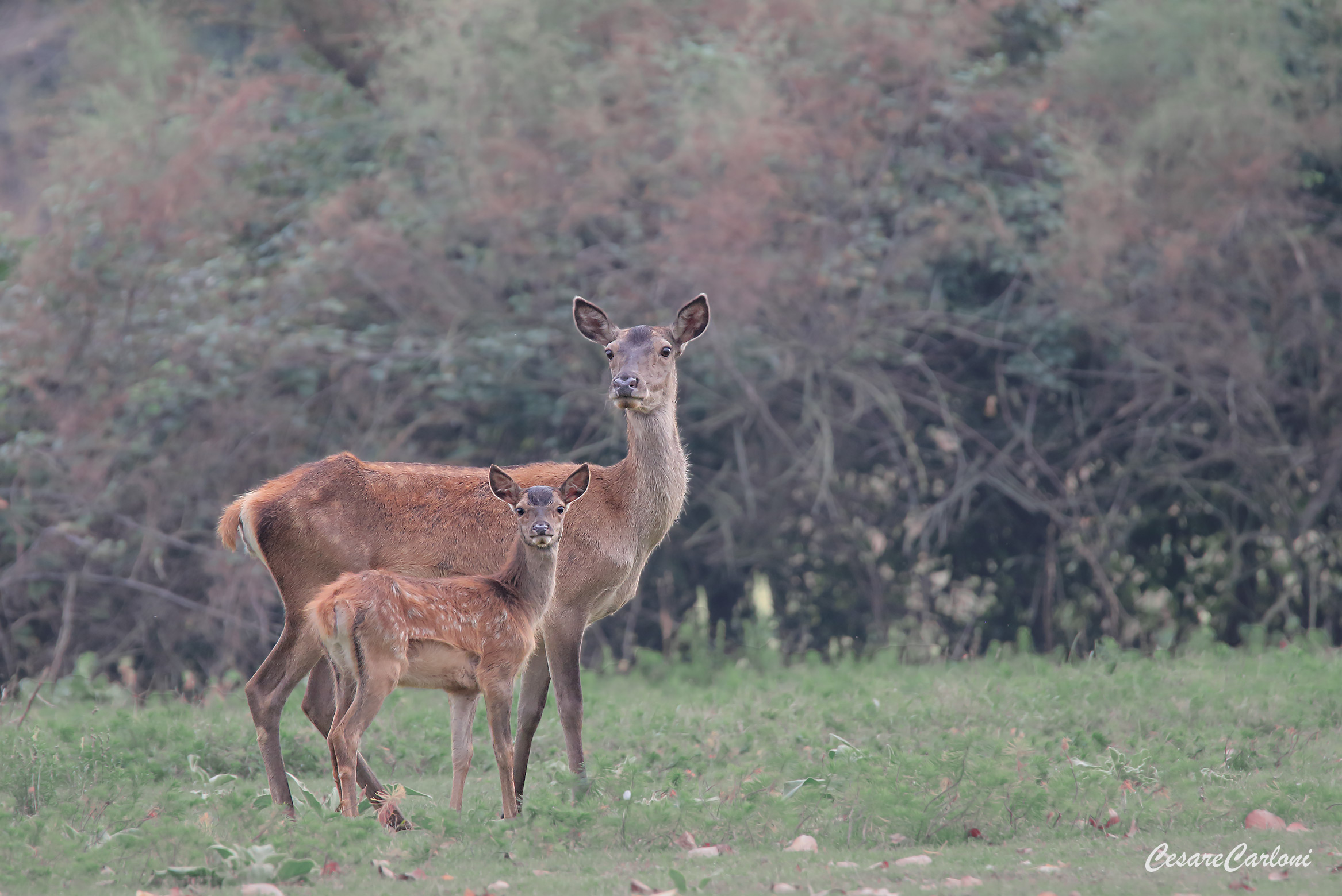 Cerva with small