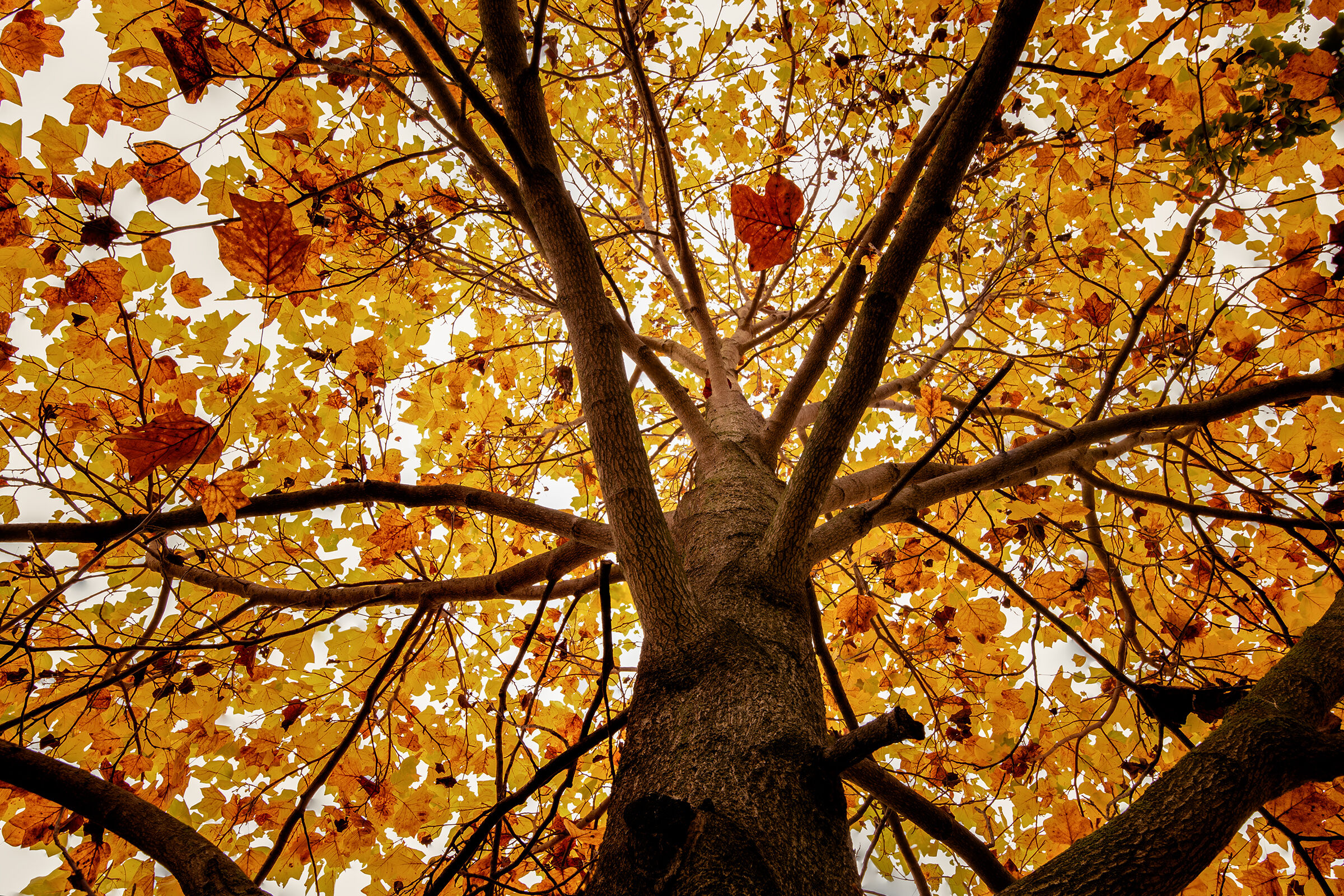 L'albero dei tulipani