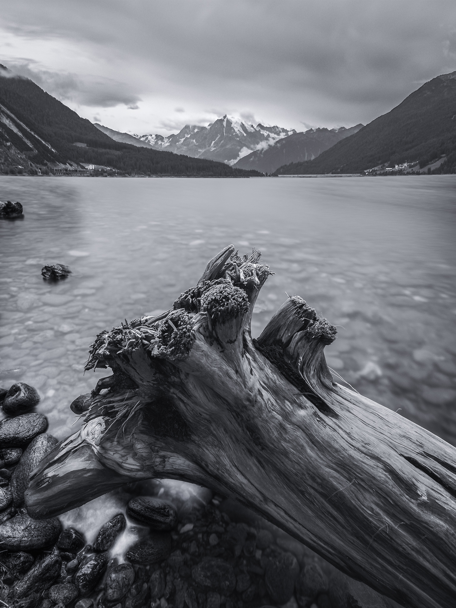 "Roots" - Lake Resia, Italy - 19 August 2019