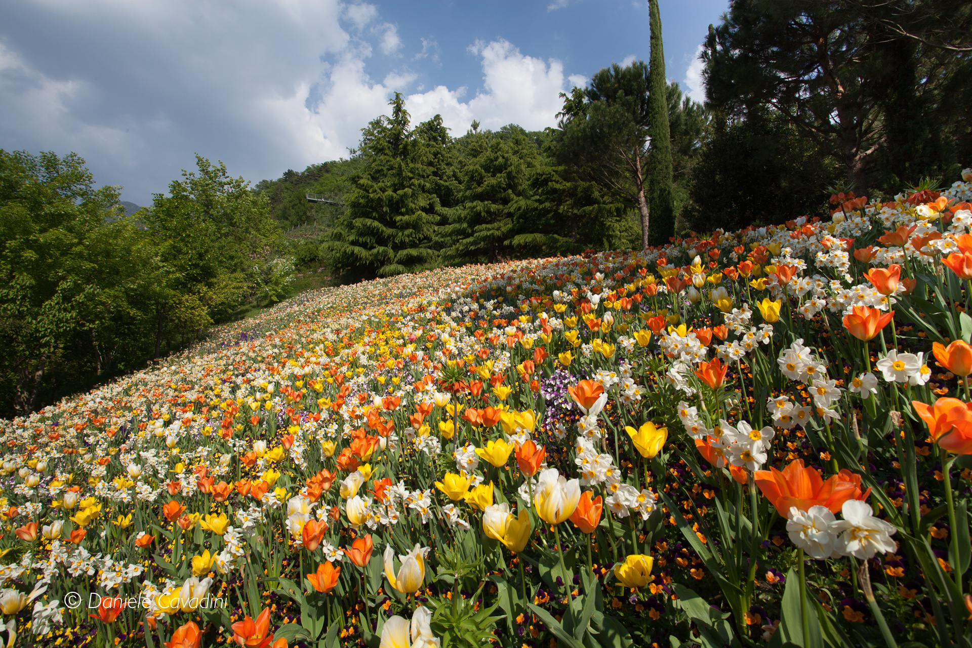 Tulipani e narcisi
