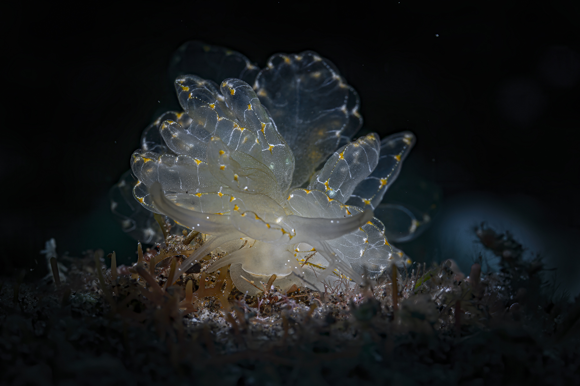 l'eleganza di un nudibranco  Cyrce elegans