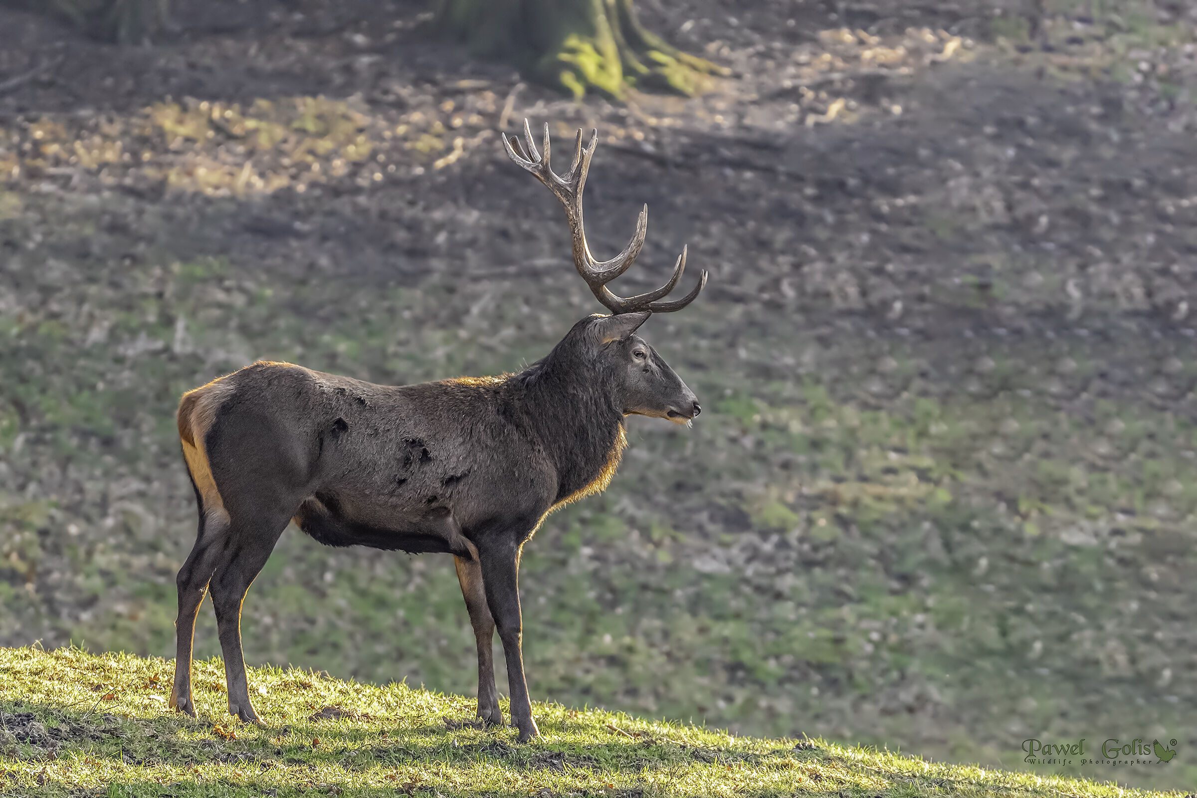 Cervo rosso (Cervus elaphus)
